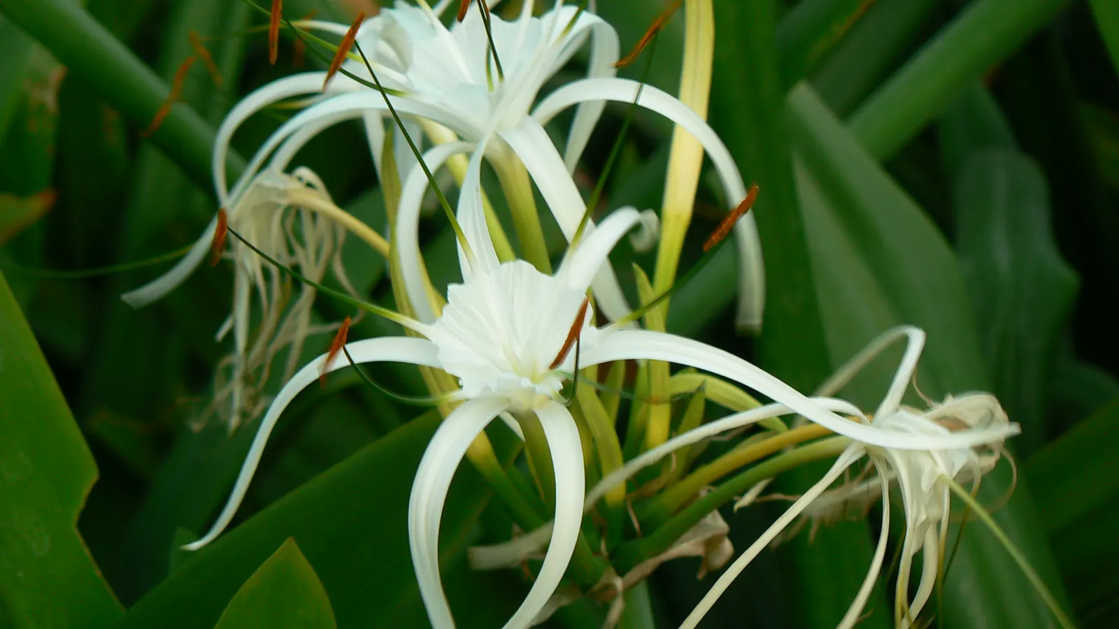 Spider Lily (Lycoris Radiata) — Plant bulbs 5-6 inches deep and 6-8 inches apart; reaching 1-2 feet in height, it's ideal for borders