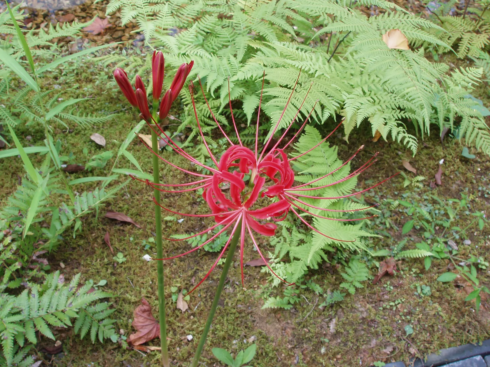 Spider Lily (Lycoris Radiata) — Note: all parts are toxic if ingested; handle with care; which emerge in late summer to early fall, image 146