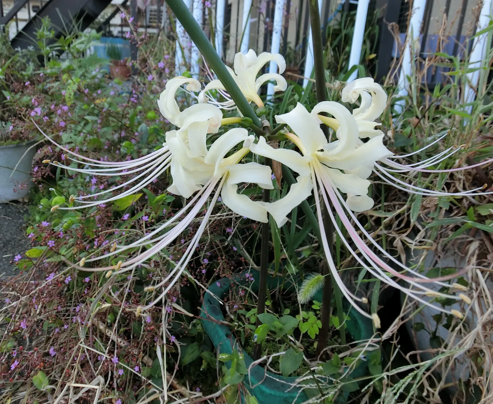 Spider Lily (Lycoris Radiata) — bulb with red blooms; their flowers are vibrant red with narrow