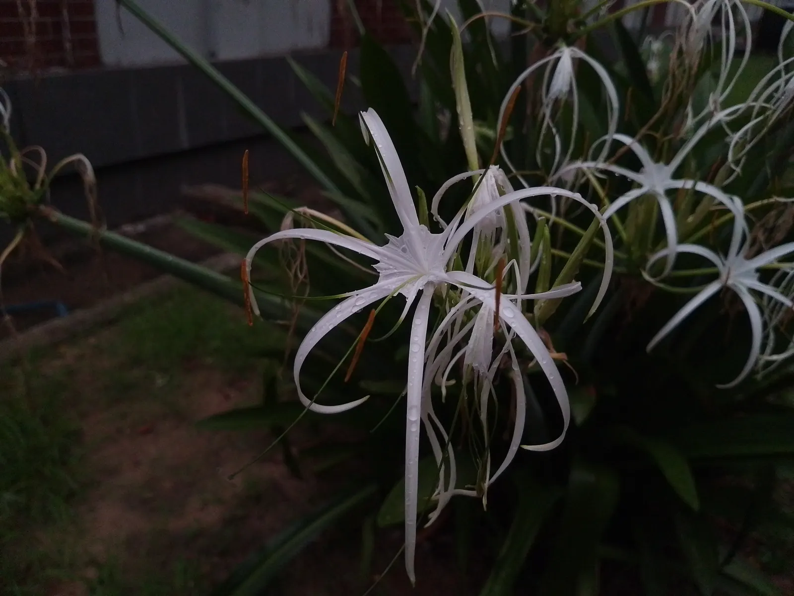 Spider Lily (Lycoris Radiata) — red flowers in the garden; which emerge in late summer to early fall, image 222