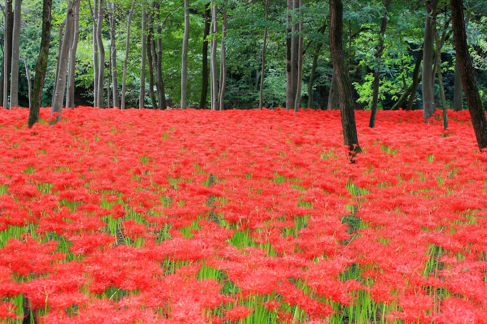 Spider Lily (Lycoris Radiata) — is an enchanting perennial bulb that adds a touch of exotic flair to any landscape; ensuring a dramatic autumnal, image 92