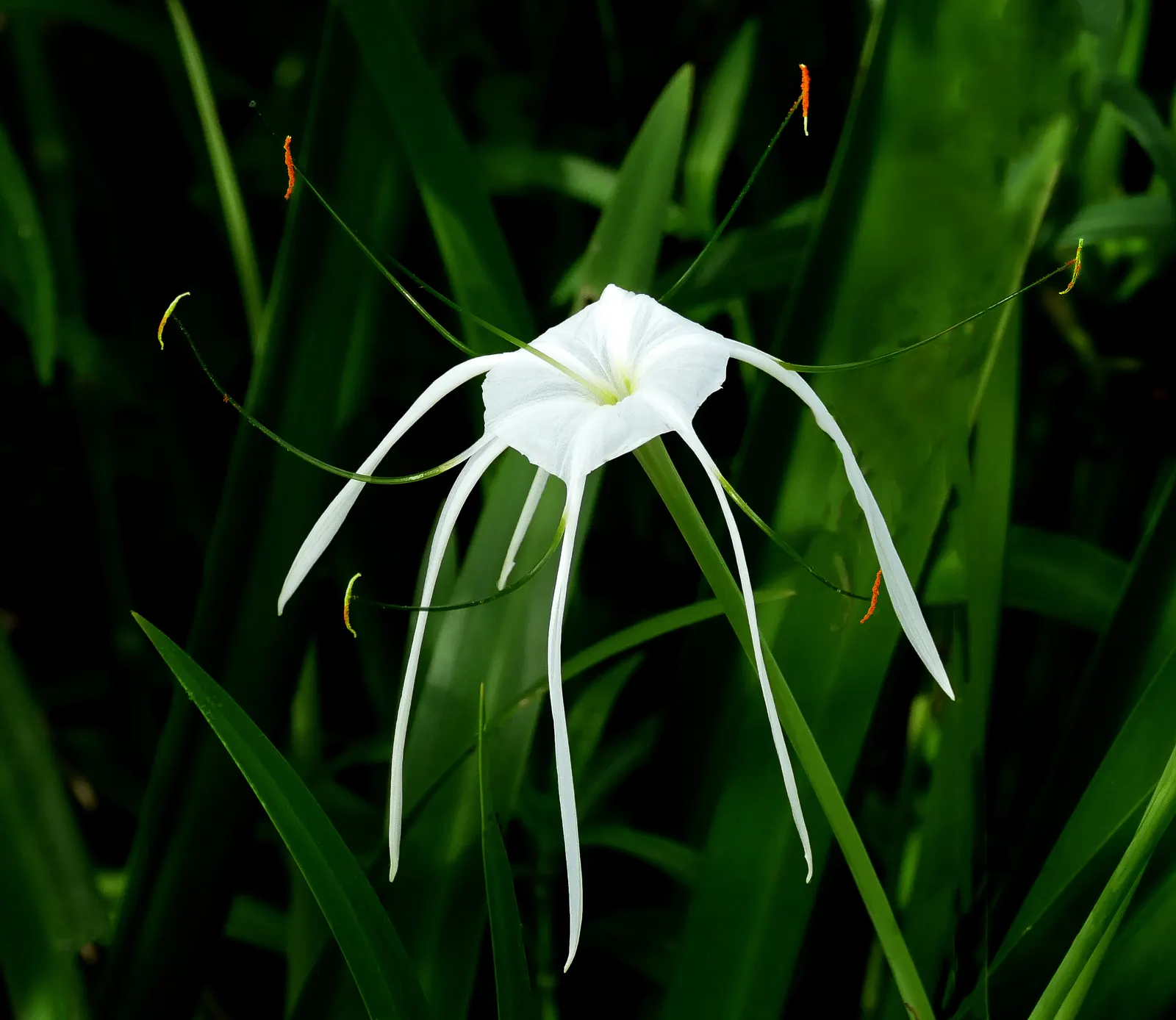 Spider Lily (Lycoris Radiata) — which emerge in late summer to early fall; their flowers are vibrant red with narrow, image 151