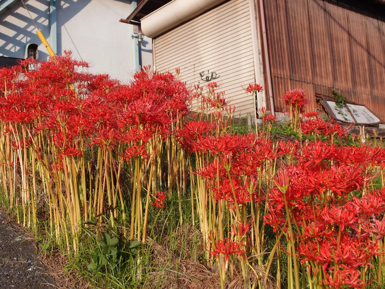 Spider Lily (Lycoris Radiata) — Moreover, these bulbs can naturalize over time, forming impressive clumps
