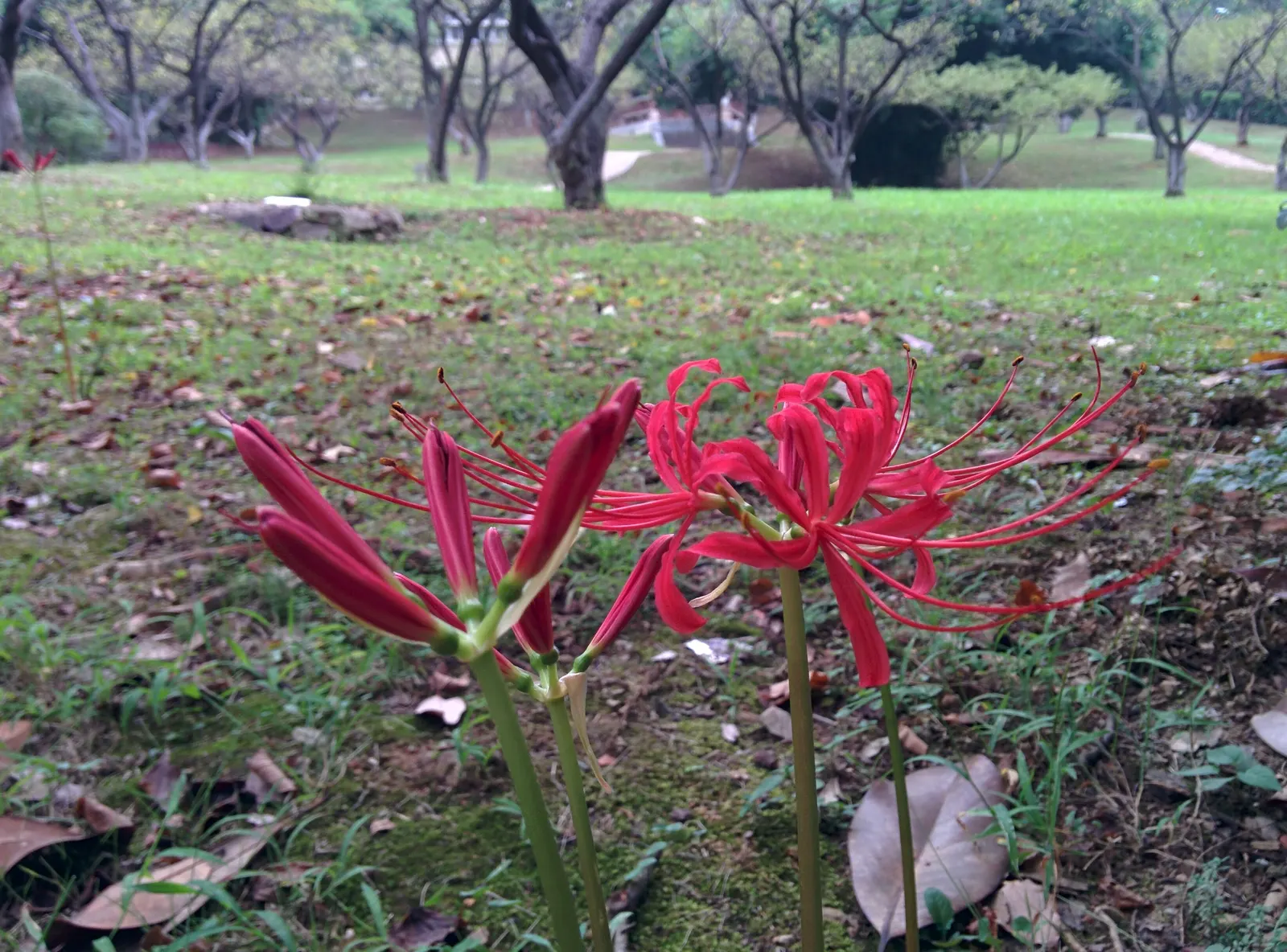 Spider Lily (Lycoris Radiata) — boasting vibrant red flowers with elongated petals forming an intricate spider-like appearance; which emerge in, image 142
