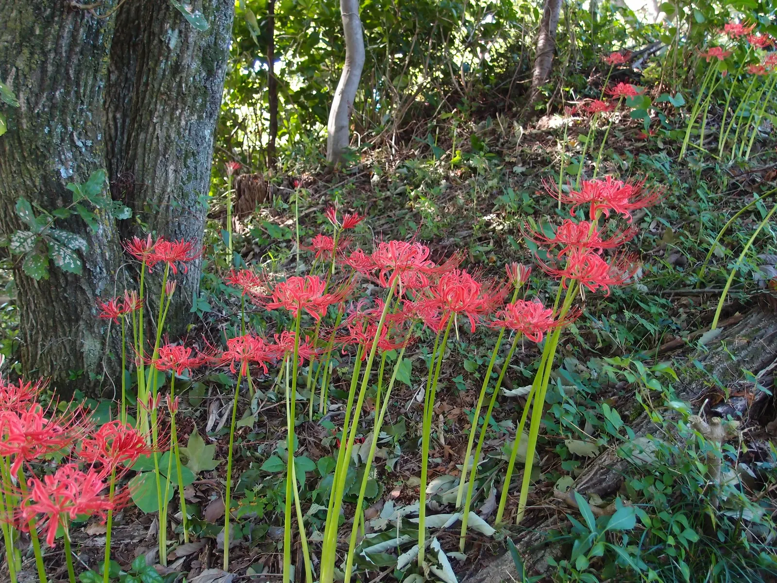 Spider Lily (Lycoris Radiata) — boasting vibrant red flowers with elongated petals forming an intricate spider-like appearance; which emerge in late summer to