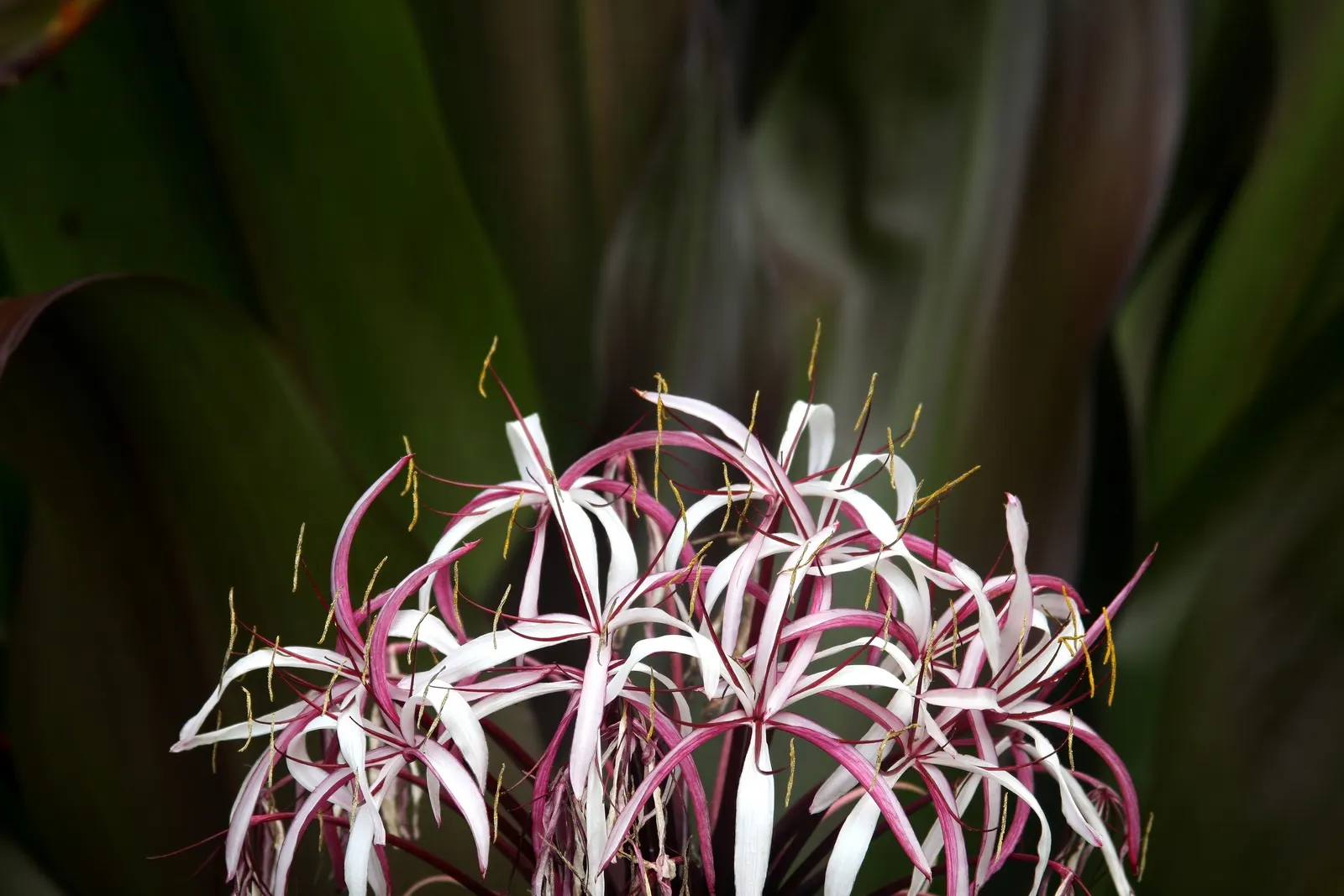 Spider Lily (Lycoris Radiata) — Reaching 1-2 feet in height, it's ideal for borders; ensuring a dramatic autumnal display in residential or, image 172