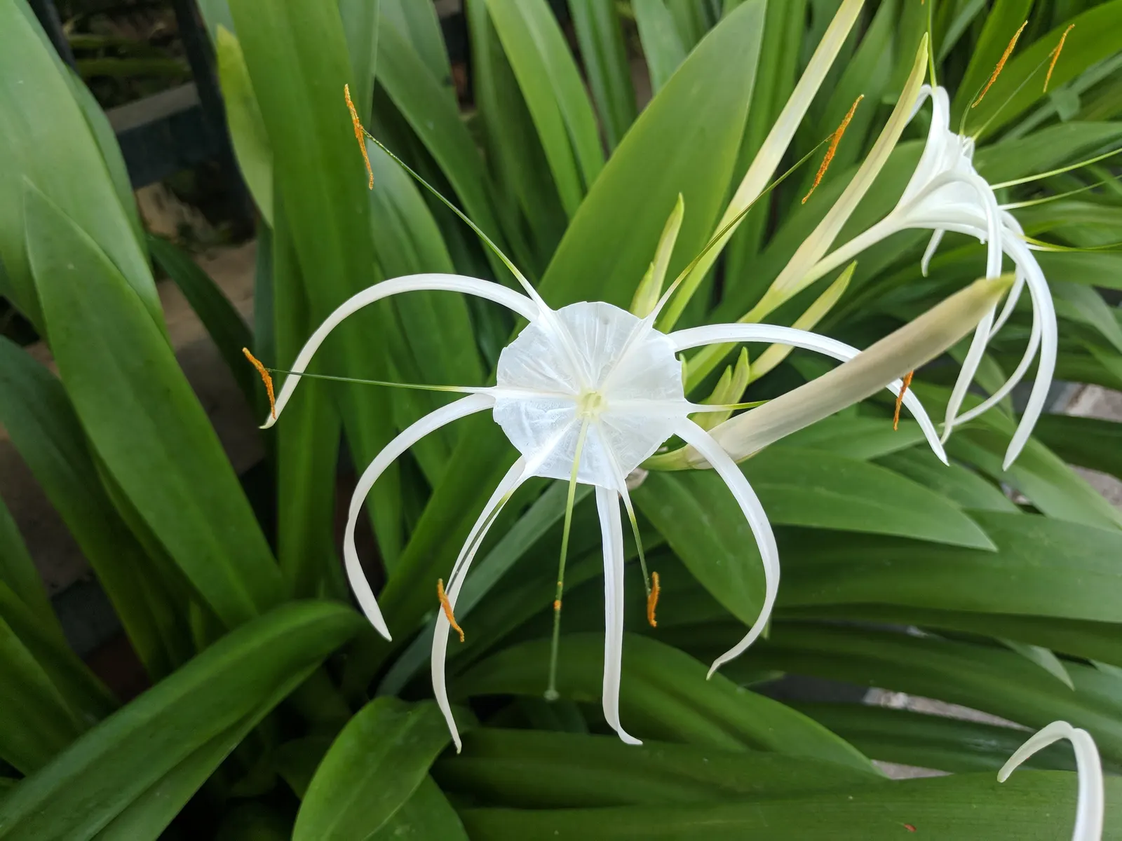 Spider Lily (Lycoris Radiata) — Blooms are deer-resistant, attracting onlookers but deterring wildlife; their flowers are vibrant red with narrow, image 91