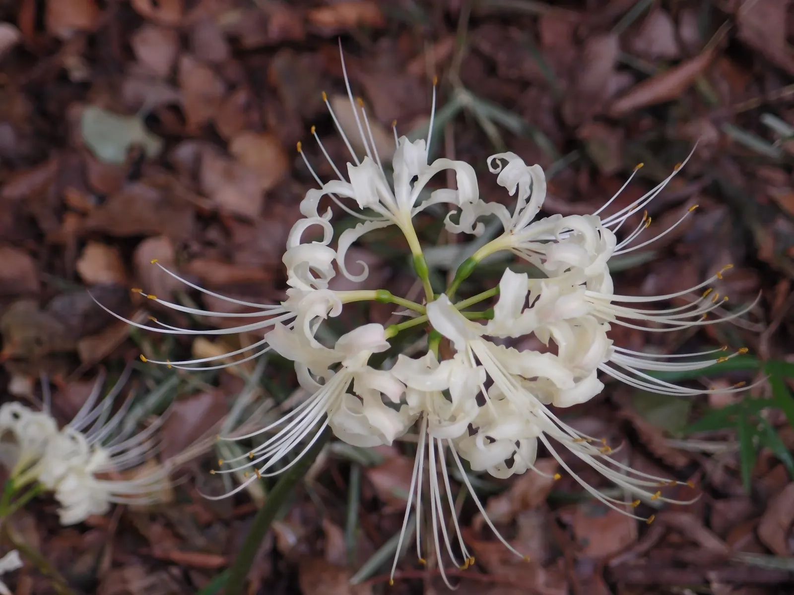 Spider Lily (Lycoris Radiata) — red flowers in the garden; which emerge in late summer to early fall, image 110