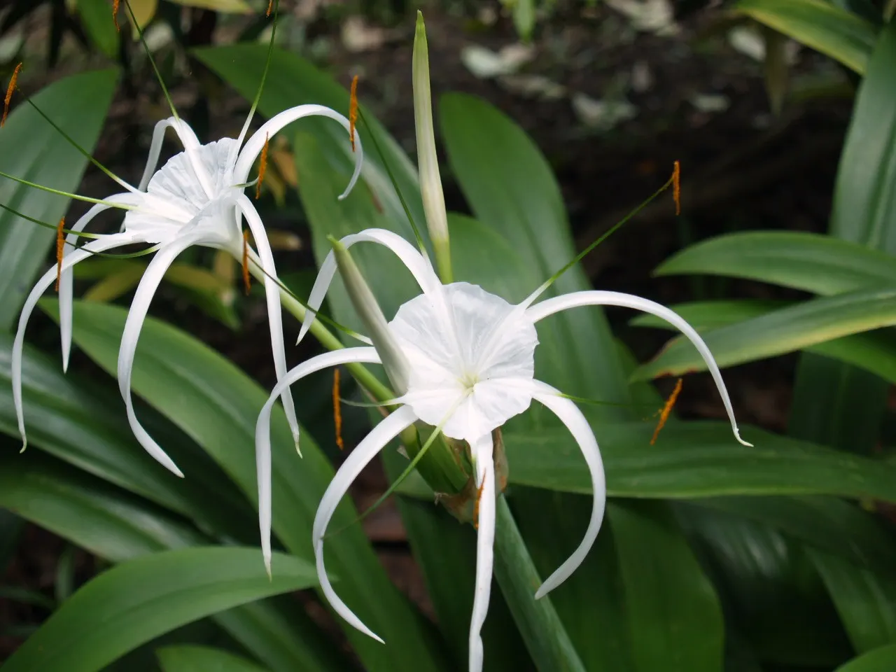 Spider Lily (Lycoris Radiata) — ensuring they receive at least 4-6 hours of sunlight daily; which emerge in late summer to early fall, image 70