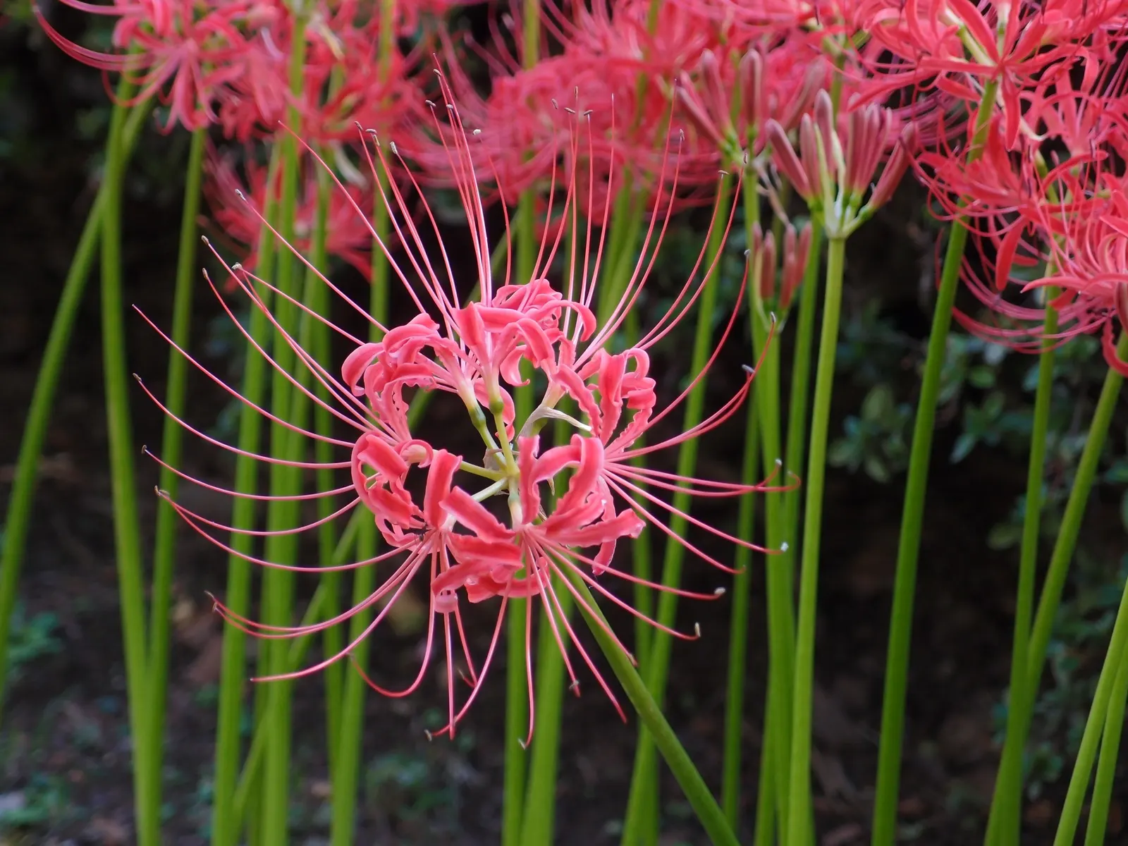 Spider Lily (Lycoris Radiata) — These plants prefer well-drained soil and are relatively drought tolerant once established; their flowers are vibrant red with
