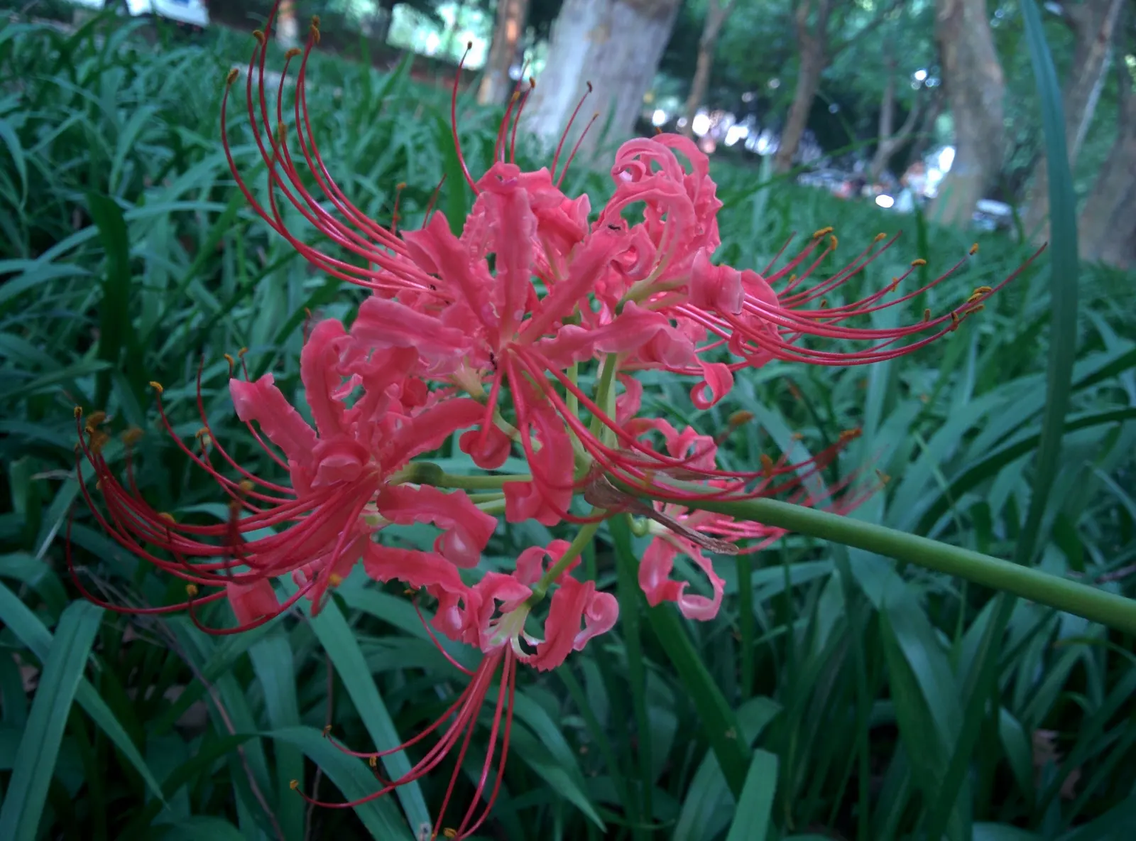 Spider Lily (Lycoris Radiata) — be mindful of their placement in gardens where pets or small children play; reaching 1-2 feet in height, it's ideal, image 217