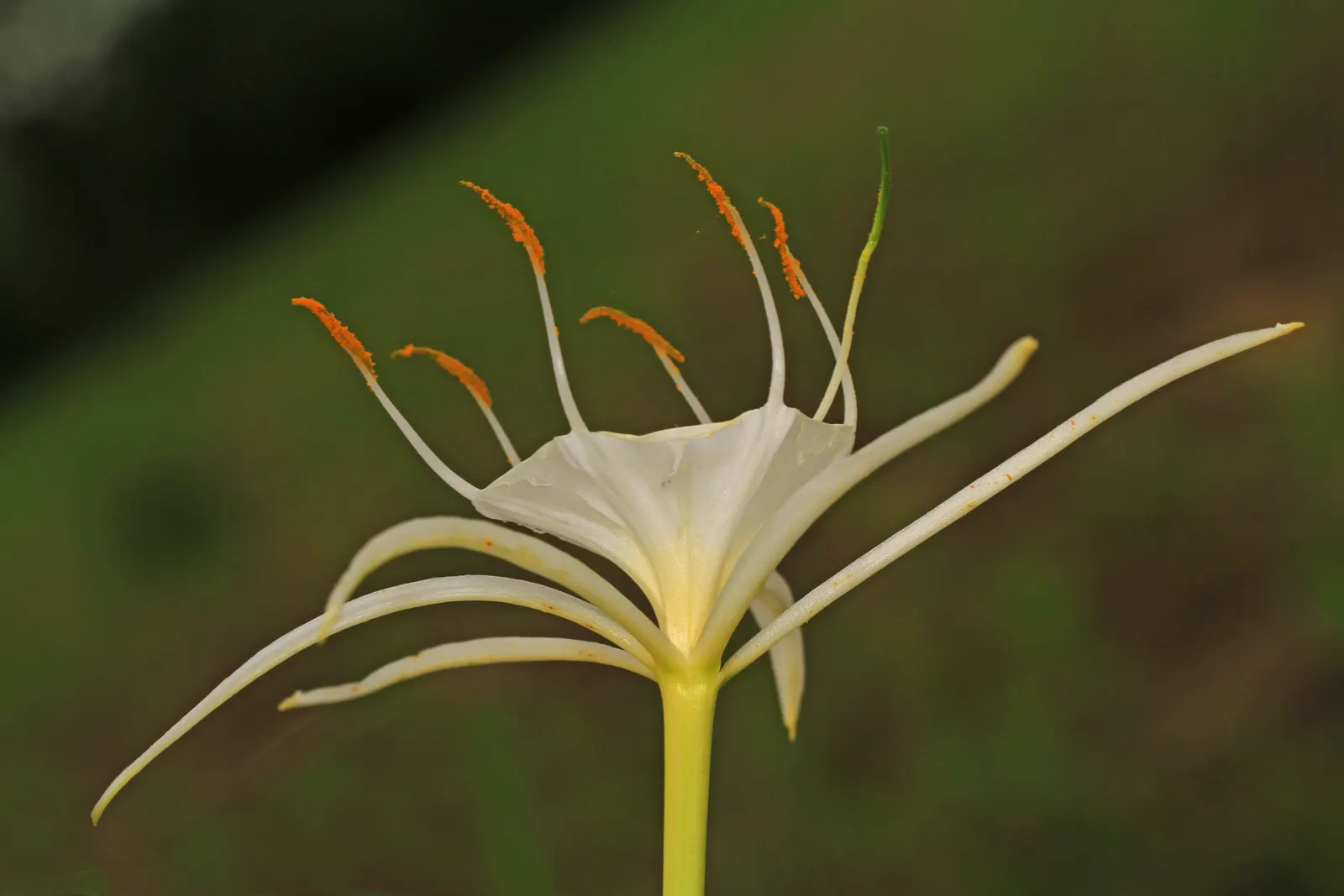 Spider Lily (Lycoris Radiata) — consider placing them in full sun to partial shade; reaching 1-2 feet in height, it's ideal for borders, image 125