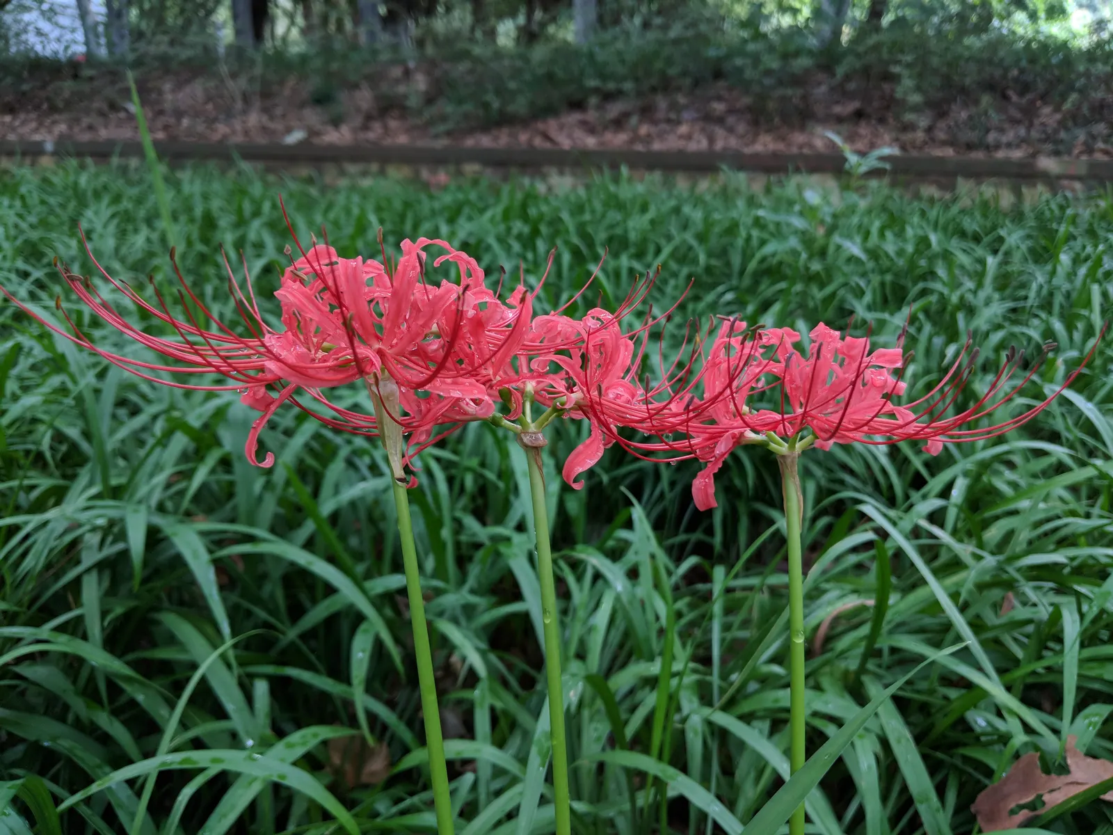 Spider Lily (Lycoris Radiata) — ensuring they receive at least 4-6 hours of sunlight daily; which emerge in late summer to early fall, image 182