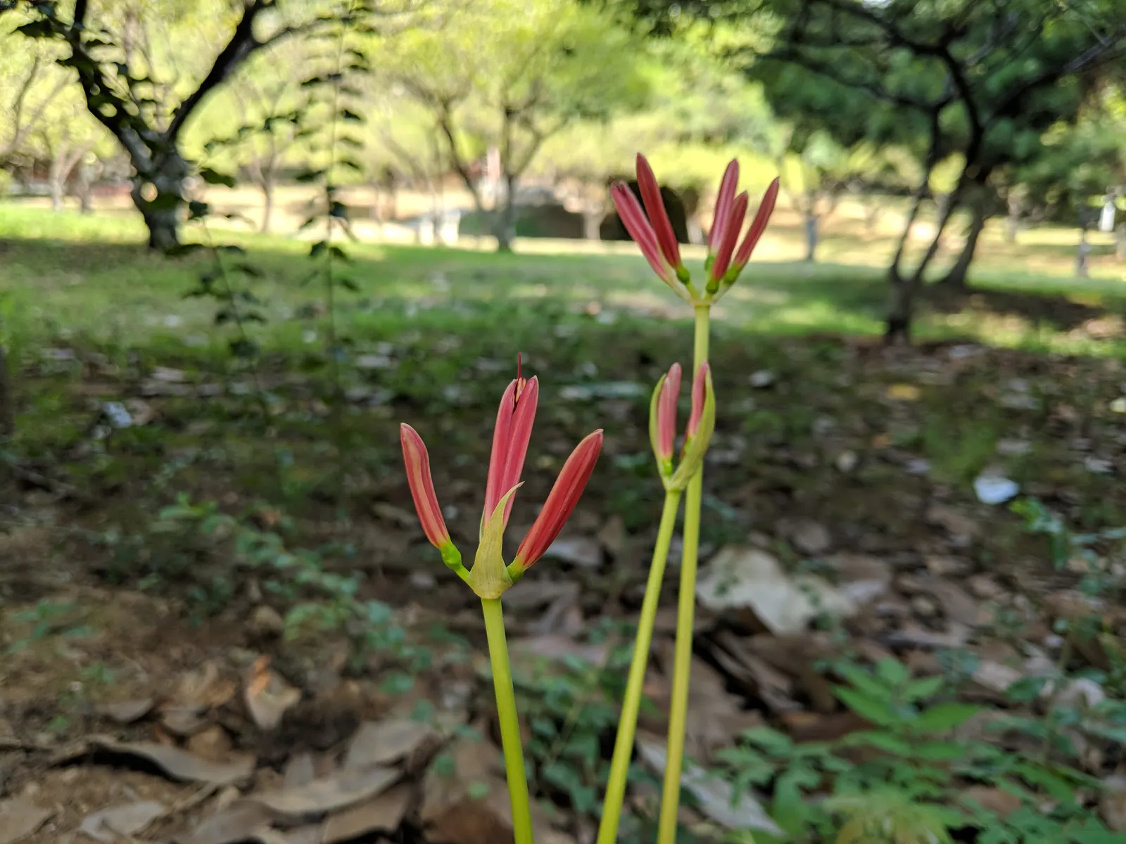 Spider Lily (Lycoris Radiata) — this plant is coveted for its unique and striking spidery blossoms