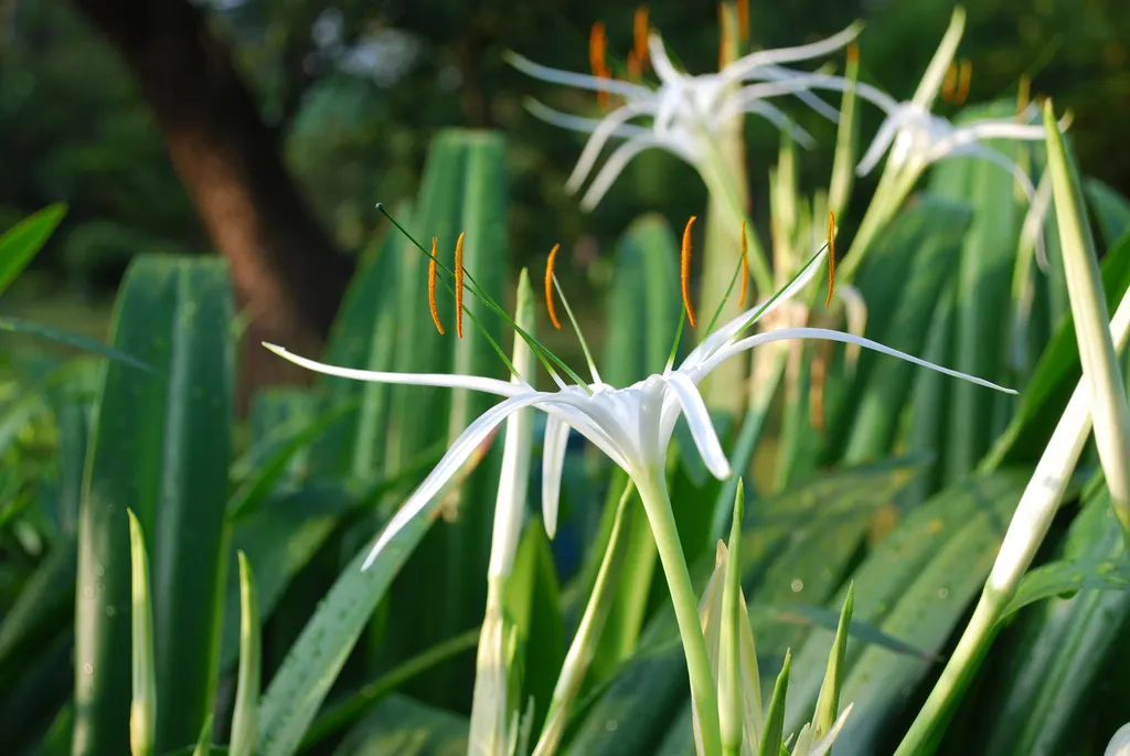Spider Lily (Lycoris Radiata) — Moreover, these bulbs can naturalize over time, forming impressive clumps; which emerge in late summer to early fall, image 218