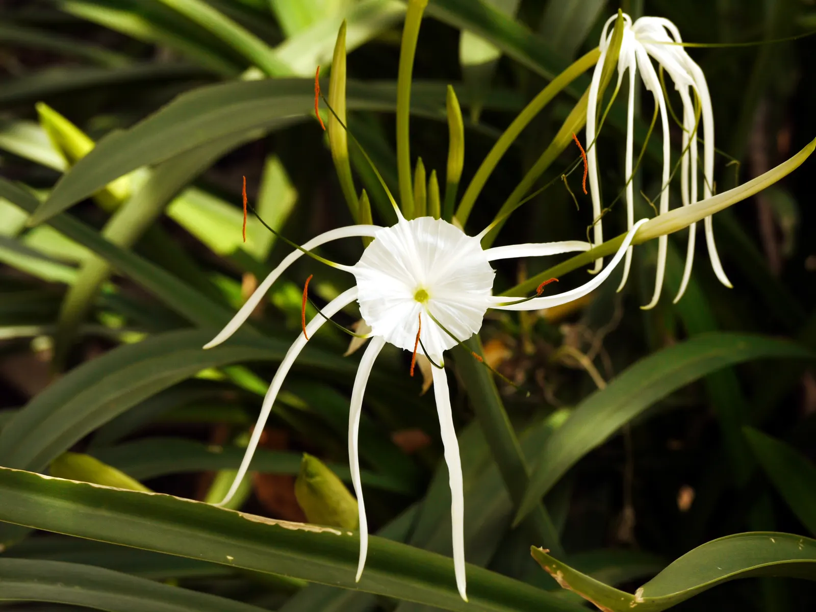 Spider Lily (Lycoris Radiata) — Their flowers are vibrant red with narrow; which emerge in late summer to early fall