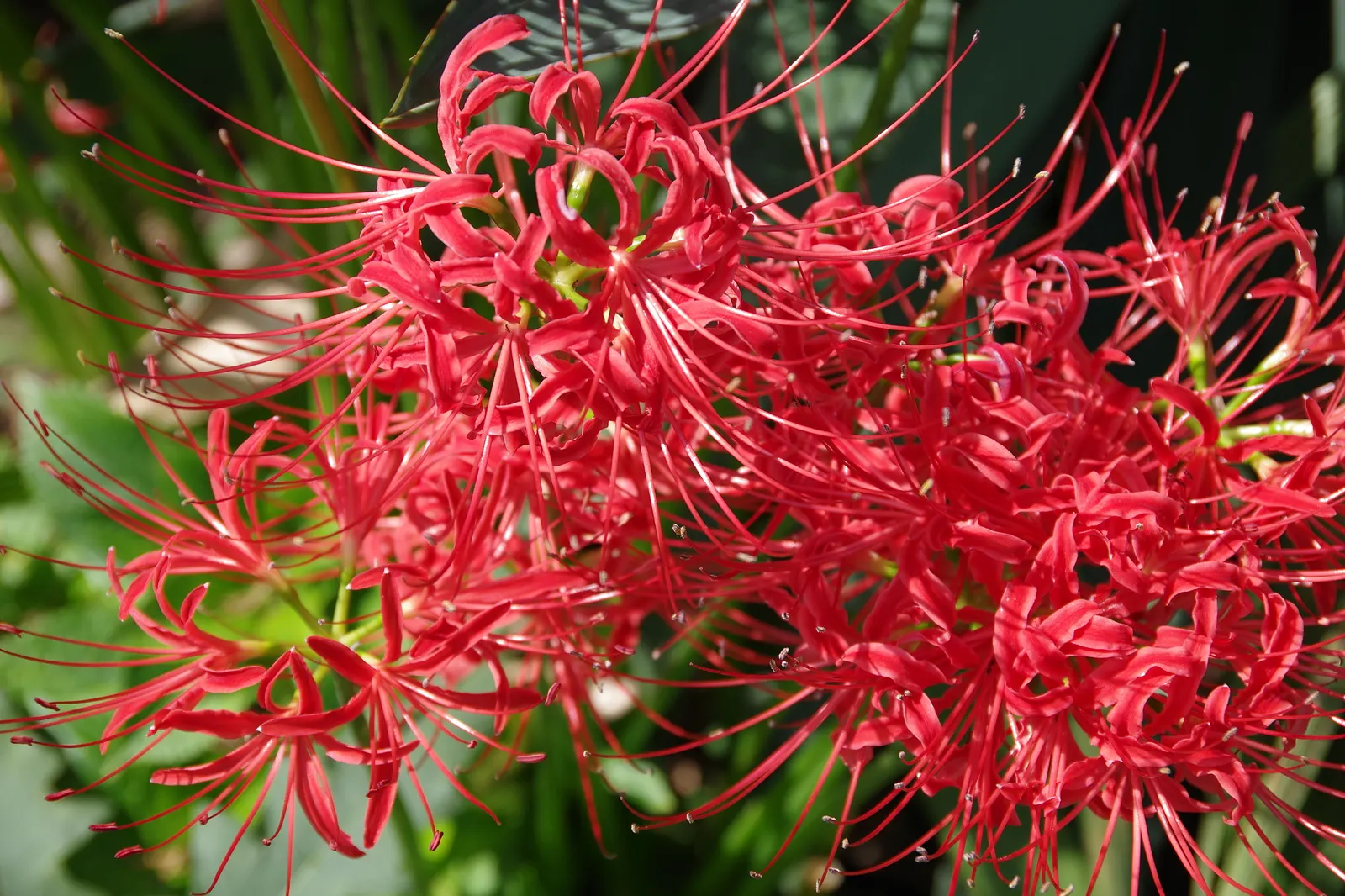 Spider Lily (Lycoris Radiata) — bulb with red blooms; their flowers are vibrant red with narrow, image 167