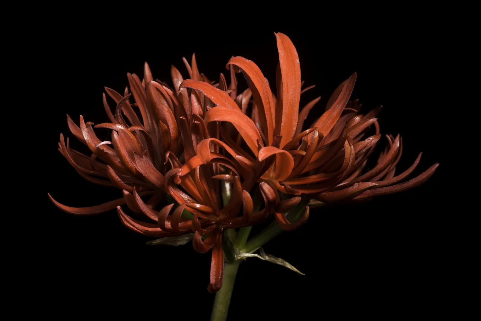 Spider Lily (Lycoris Radiata) — boasting vibrant red flowers with elongated petals forming an intricate spider-like appearance; which emerge in, image 170