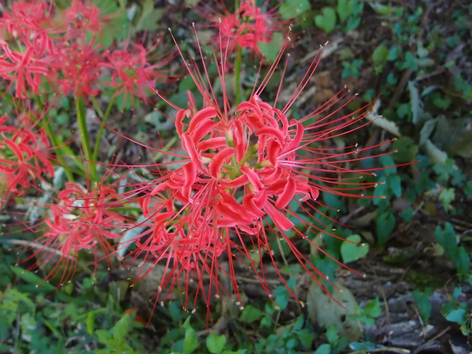Spider Lily (Lycoris Radiata) — ensuring they receive at least 4-6 hours of sunlight daily; which emerge in late summer to early fall