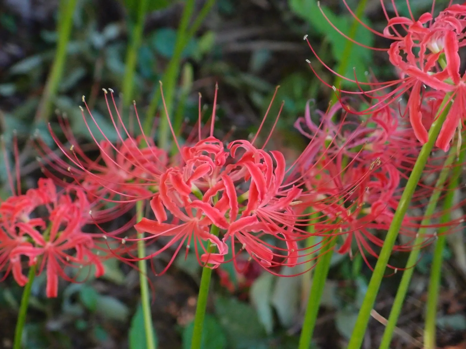Spider Lily (Lycoris Radiata) — this plant is coveted for its unique and striking spidery blossoms; which emerge in late summer to early fall, image 66