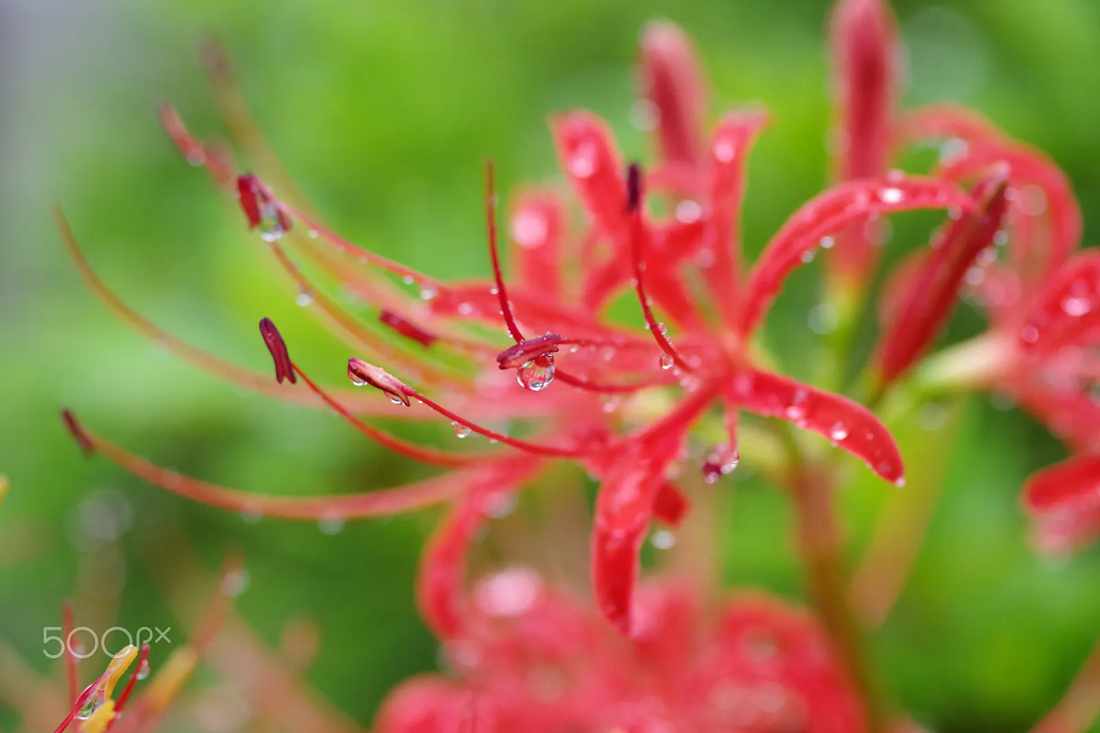 Spider Lily (Lycoris Radiata) — Their flowers are vibrant red with narrow; which emerge in late summer to early fall, image 214
