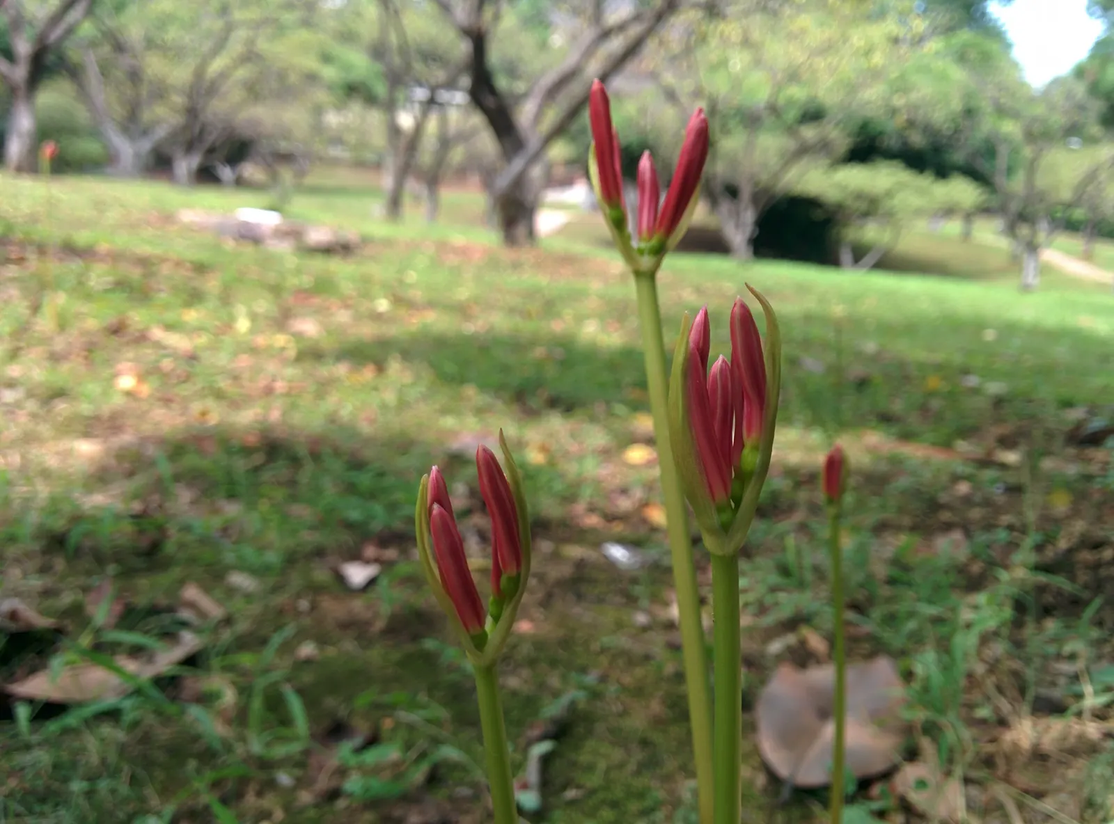 Spider Lily (Lycoris Radiata) — elongated petals that reflex back; their flowers are vibrant red with narrow, image 159