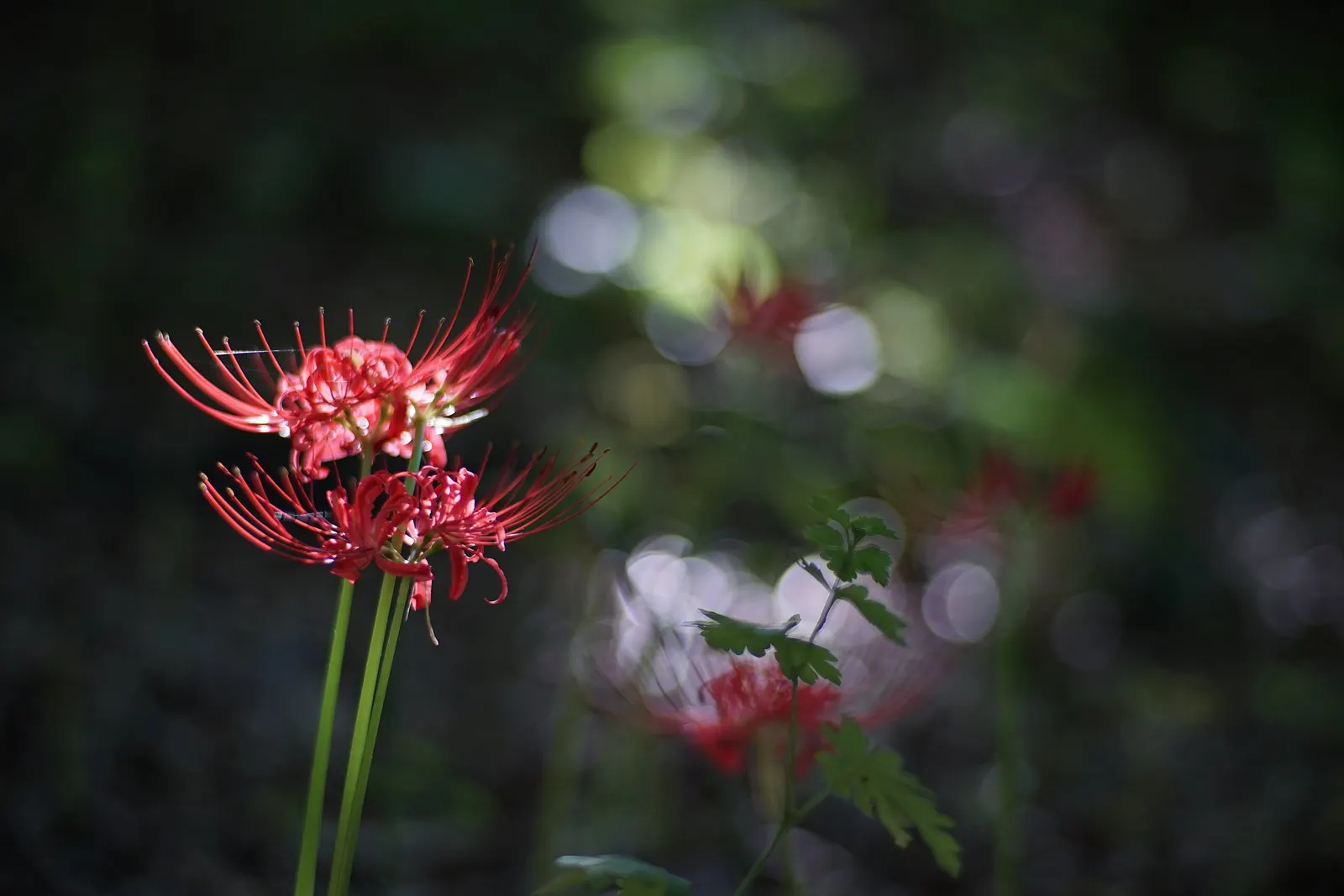 Spider Lily (Lycoris Radiata) — though they will thrive with regular; reaching 1-2 feet in height, it's ideal for borders, image 129