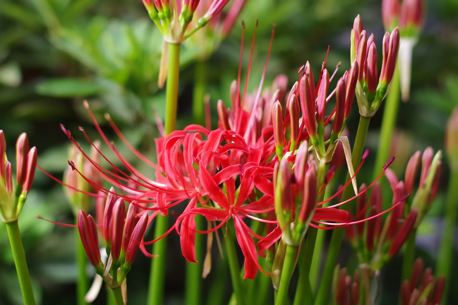Spider Lily (Lycoris Radiata) — which emerge in late summer to early fall; their flowers are vibrant red with narrow, image 179