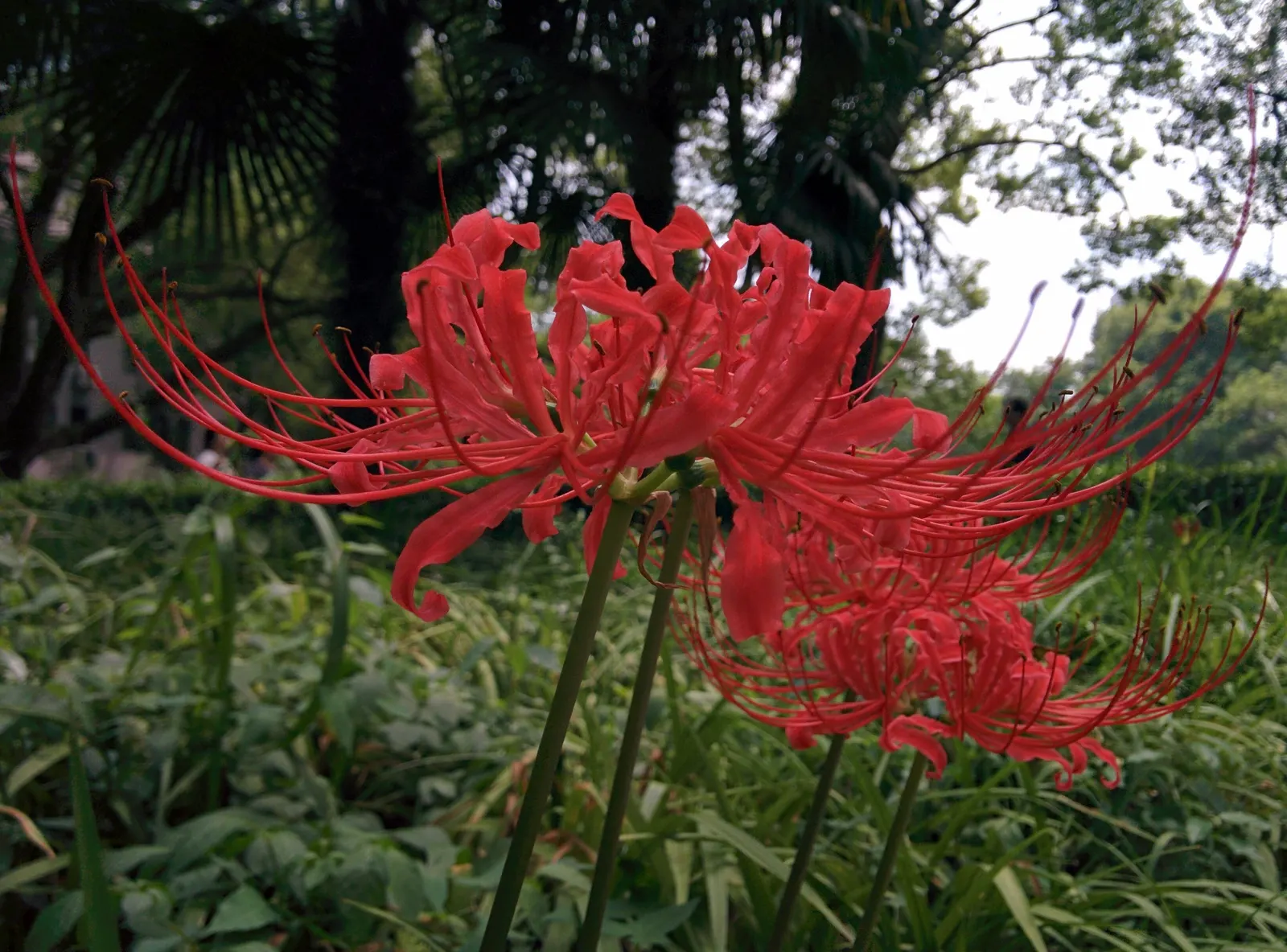 Spider Lily (Lycoris Radiata) — It thrives in USDA zones 6-10, prefers partial shade, and well-draining soil; their flowers are vibrant red with, image 143