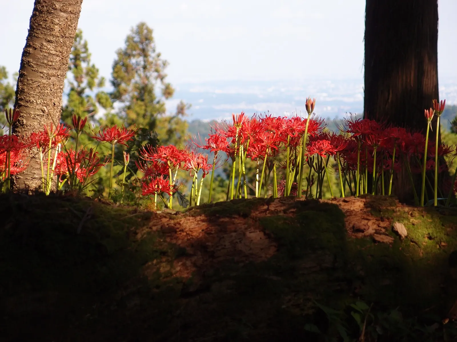 Spider Lily (Lycoris Radiata) — bulb for full or half or shade; ensuring a dramatic autumnal display in residential or commercial landscapes.<br><br>Remember