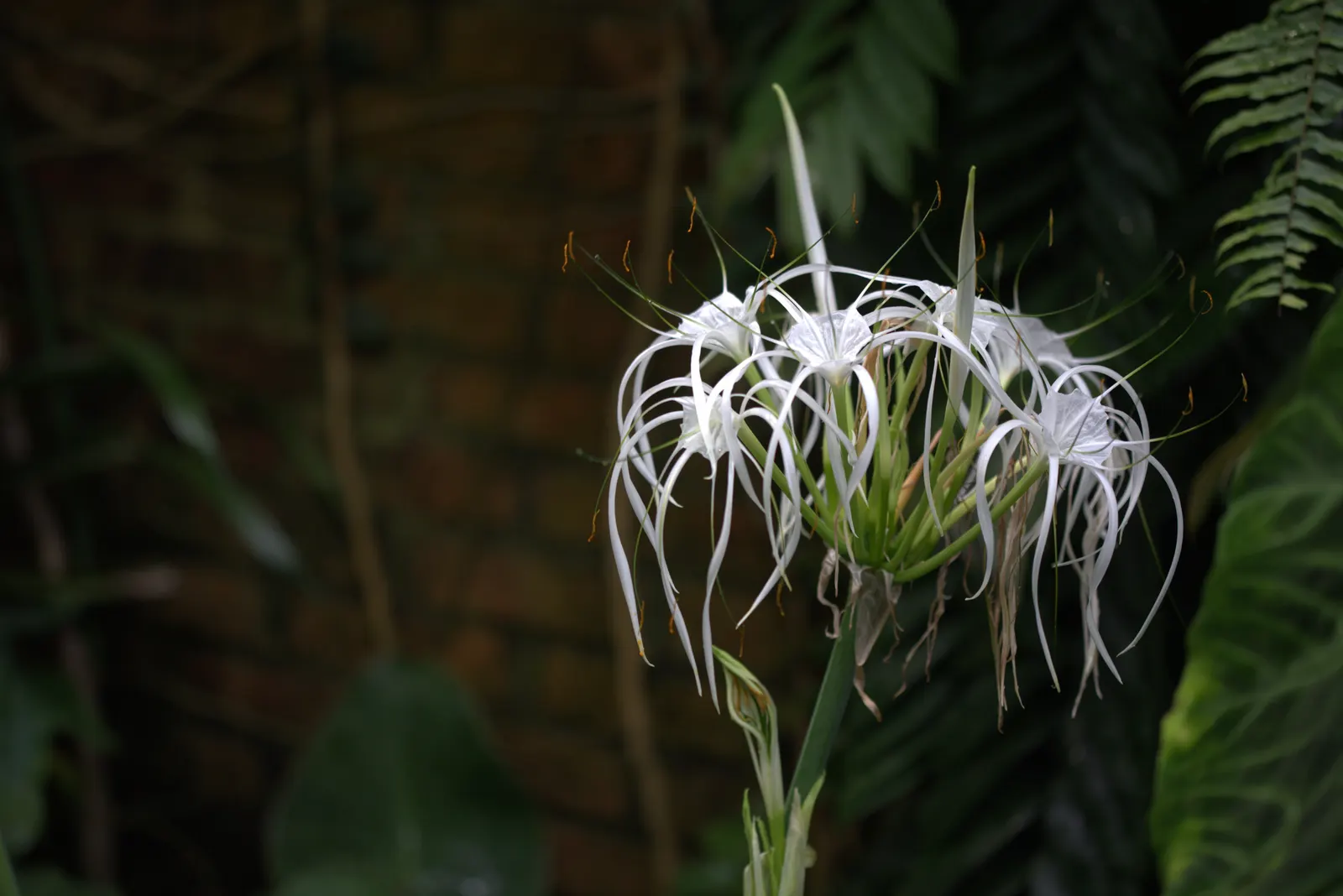 Spider Lily (Lycoris Radiata) — is a striking fall-blooming perennial