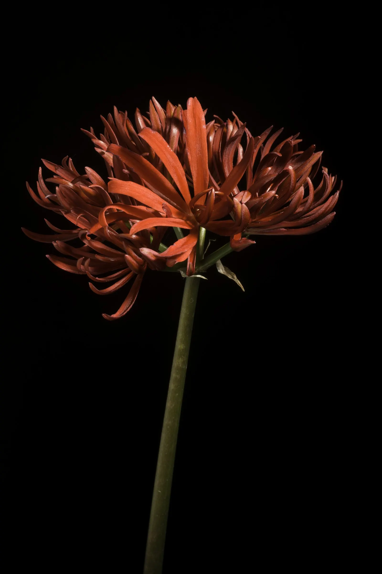 Spider Lily (Lycoris Radiata) — though they will thrive with regular; reaching 1-2 feet in height, it's ideal for borders, image 73