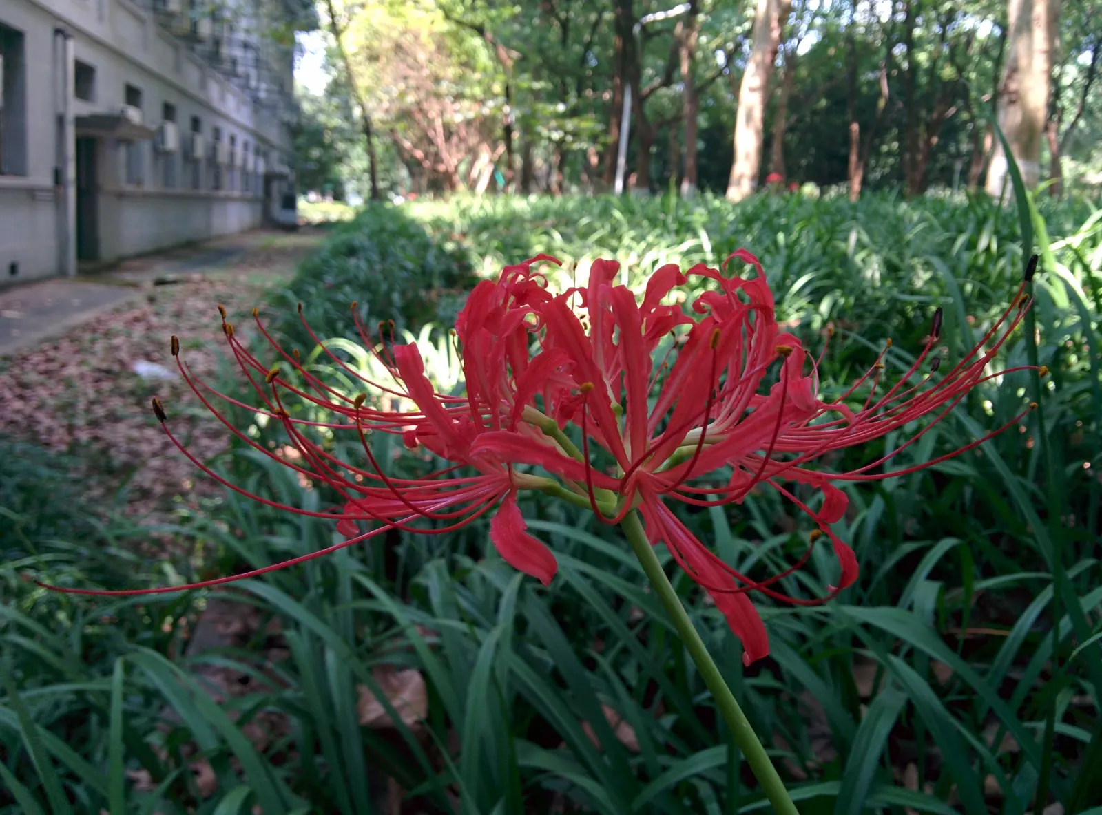 Spider Lily (Lycoris Radiata) — It thrives in USDA zones 6-10, prefers partial shade, and well-draining soil; their flowers are vibrant red with, image 115
