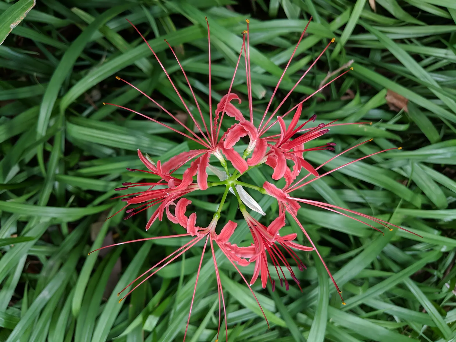 Spider Lily (Lycoris Radiata) — elongated petals that reflex back; their flowers are vibrant red with narrow