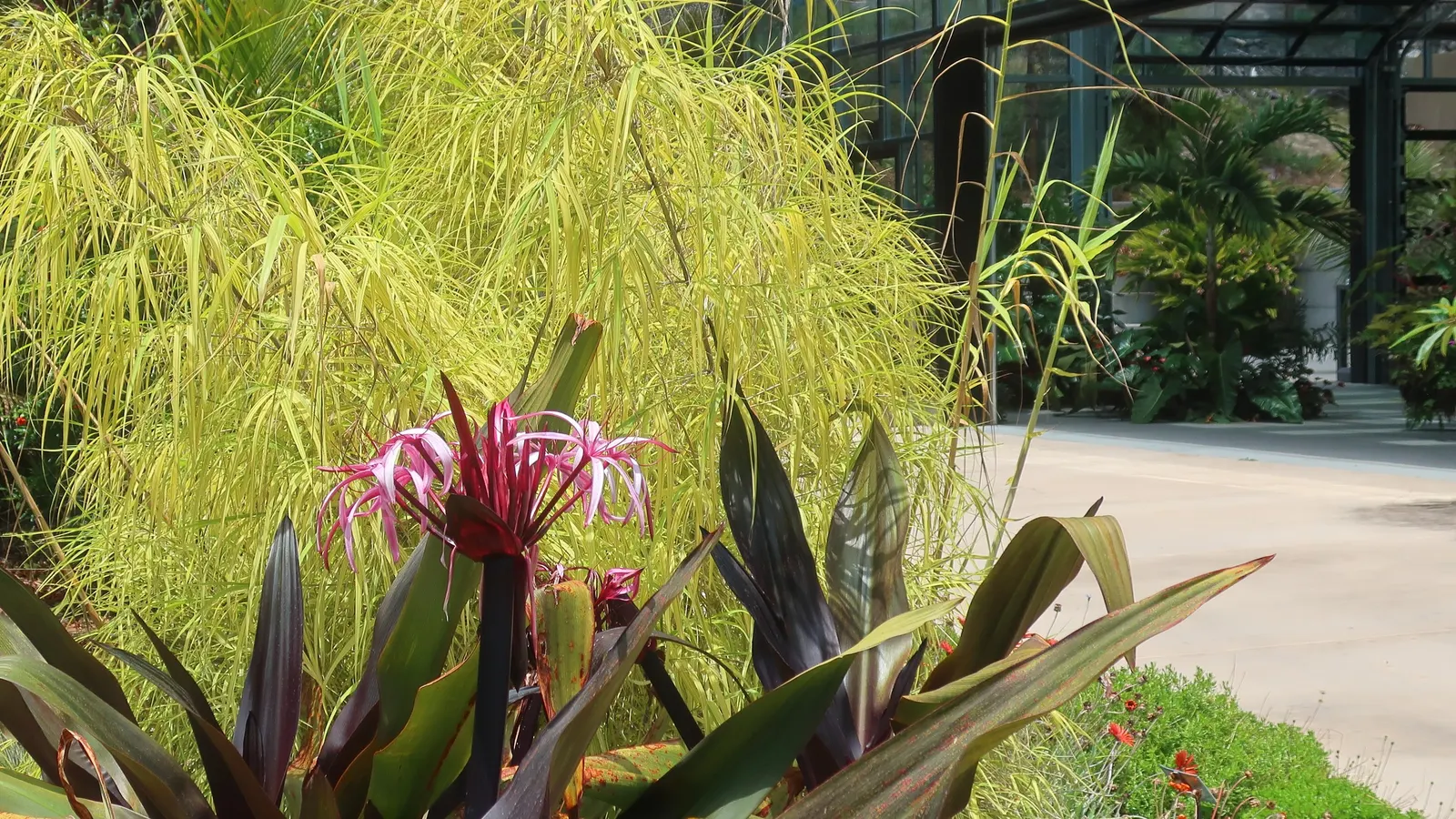 Spider Lily (Lycoris Radiata) — ensuring a dramatic autumnal display in residential or commercial landscapes.<br><br>Remember; reaching 1-2 feet in, image 165