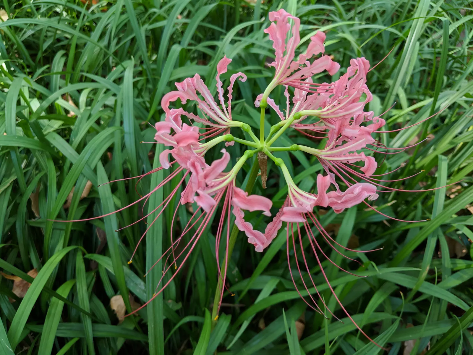 Spider Lily (Lycoris Radiata) — Blooms are deer-resistant, attracting onlookers but deterring wildlife; their flowers are vibrant red with narrow