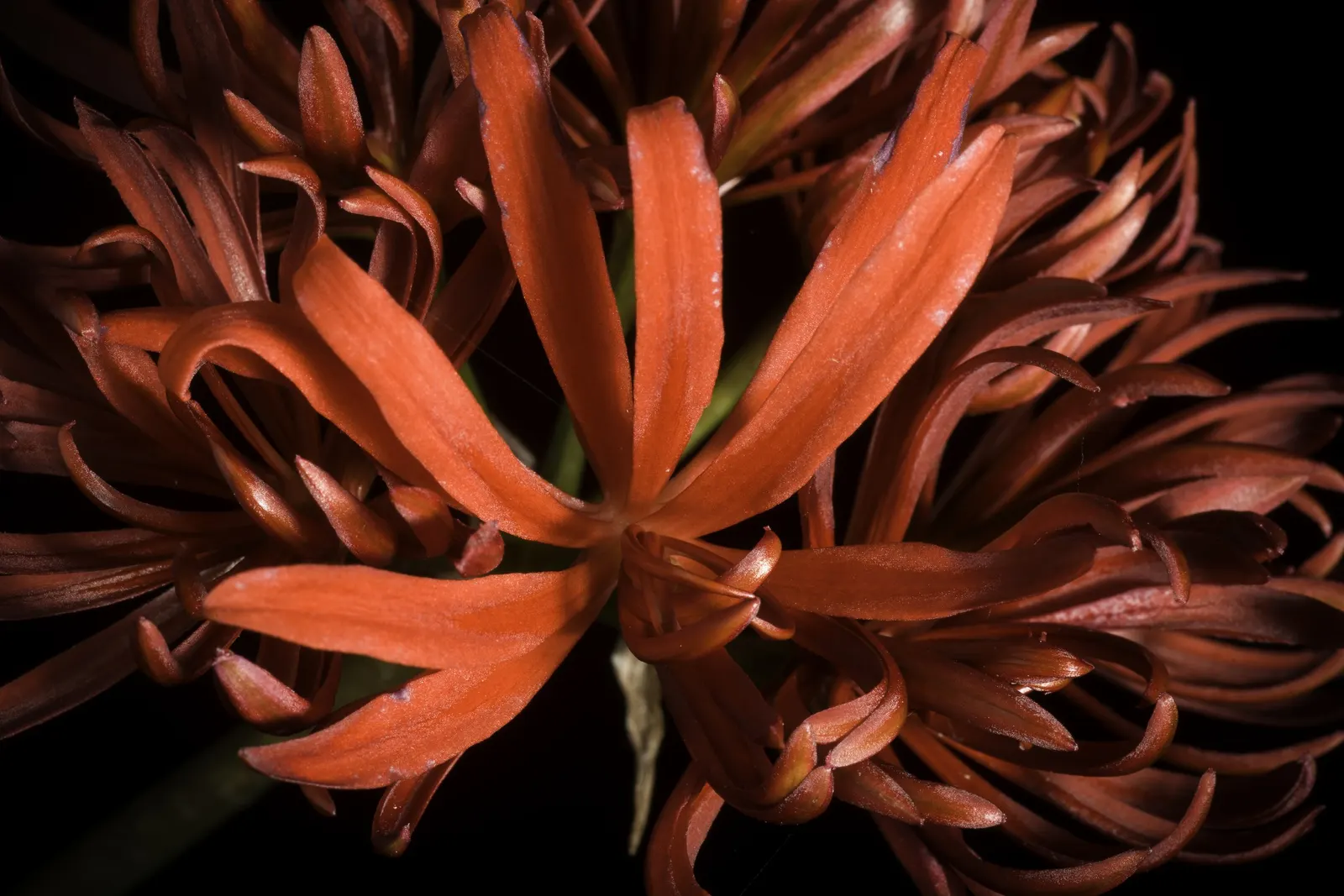 Spider Lily (Lycoris Radiata) — Moreover, these bulbs can naturalize over time, forming impressive clumps; which emerge in late summer to early fall