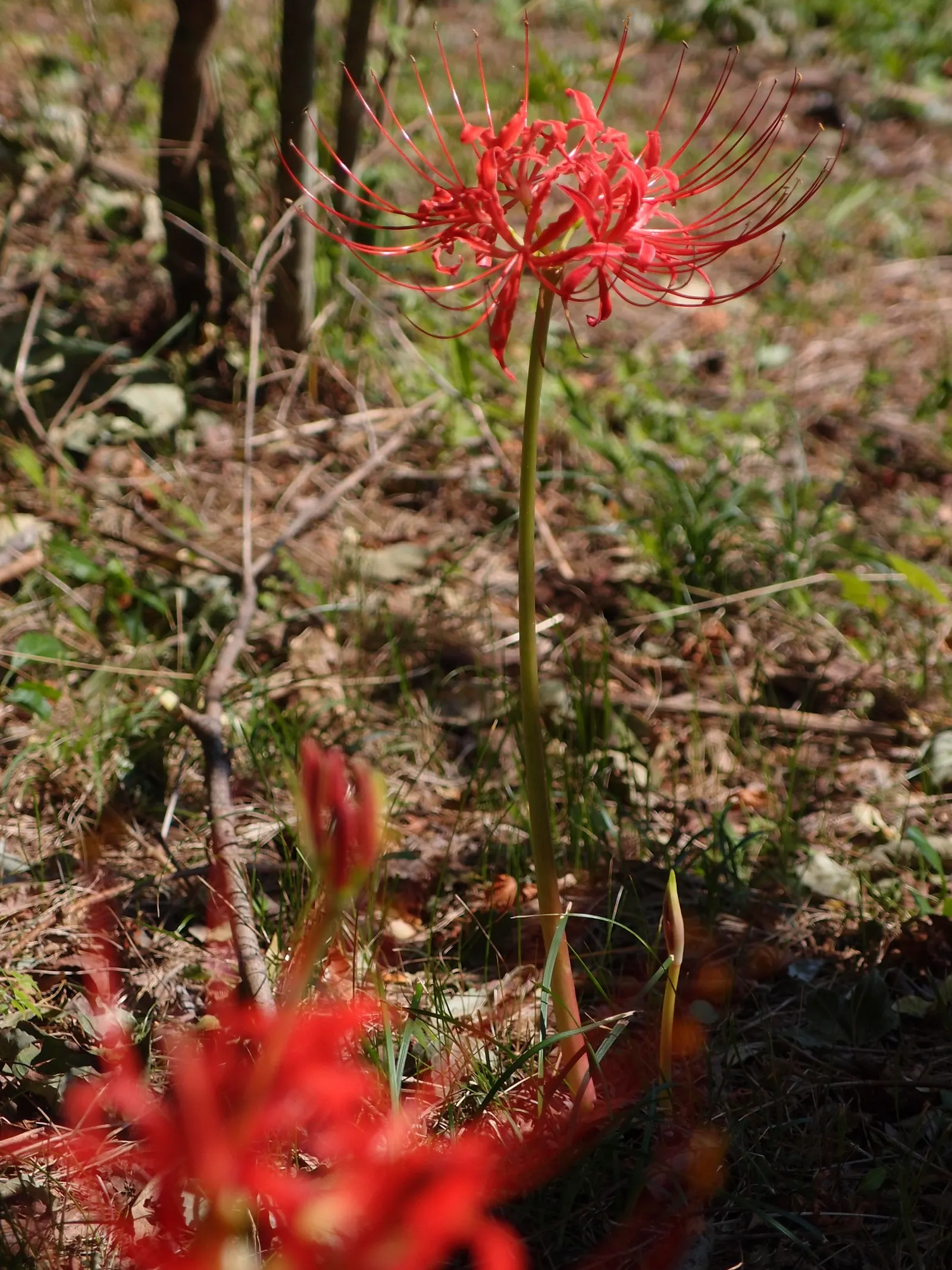 Spider Lily (Lycoris Radiata) — making them an excellent choice for xeriscaping or areas with low rainfall; ensuring a dramatic autumnal display in, image 128