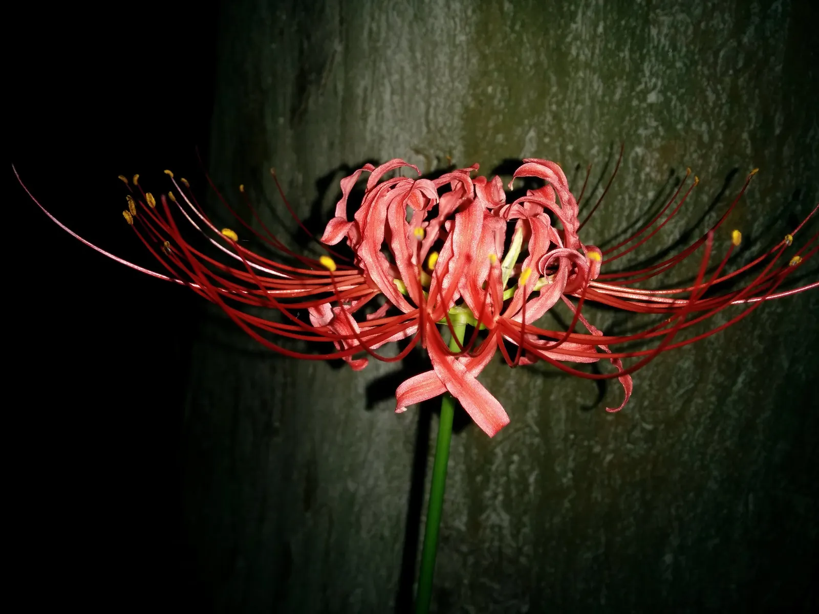 Spider Lily (Lycoris Radiata) — Note: all parts are toxic if ingested; handle with care; which emerge in late summer to early fall