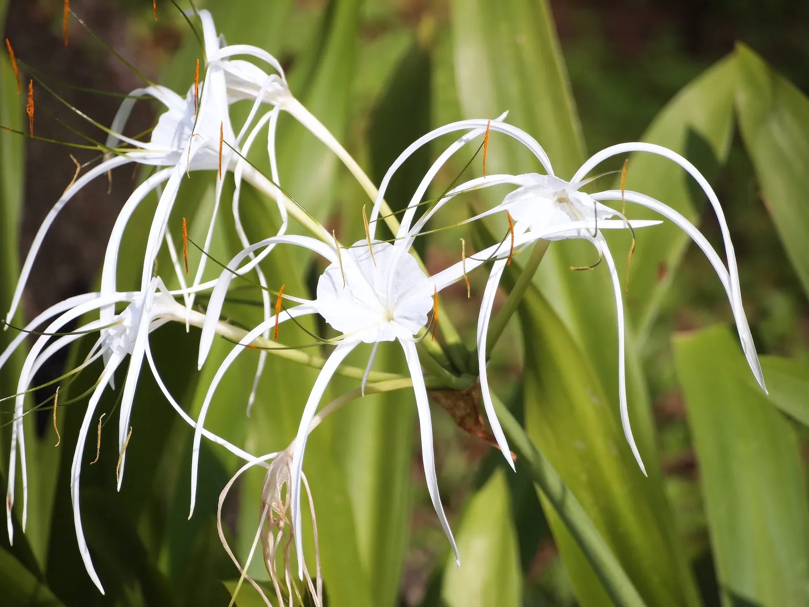 Spider Lily (Lycoris Radiata) — red flowers in the garden; which emerge in late summer to early fall, image 138