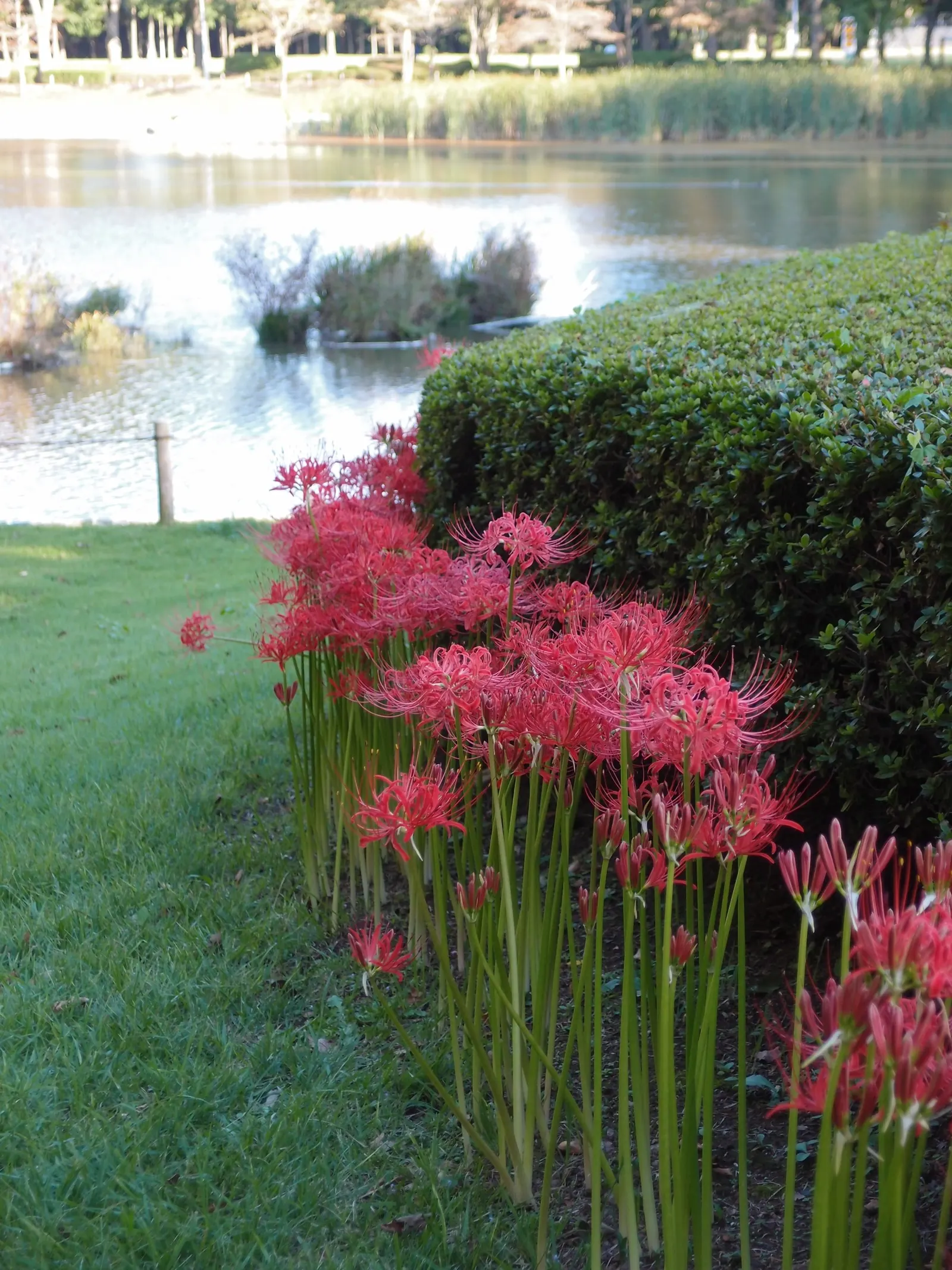 Spider Lily (Lycoris Radiata) — Blooms are deer-resistant, attracting onlookers but deterring wildlife; their flowers are vibrant red with narrow, image 63