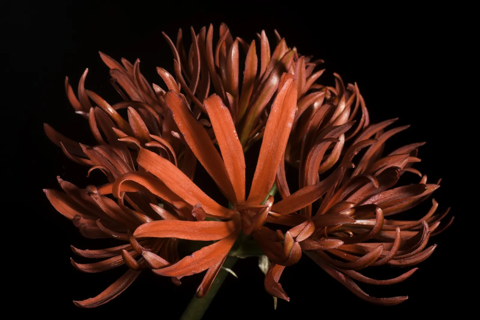 Spider Lily (Lycoris Radiata) — though they will thrive with regular; reaching 1-2 feet in height, it's ideal for borders, image 101