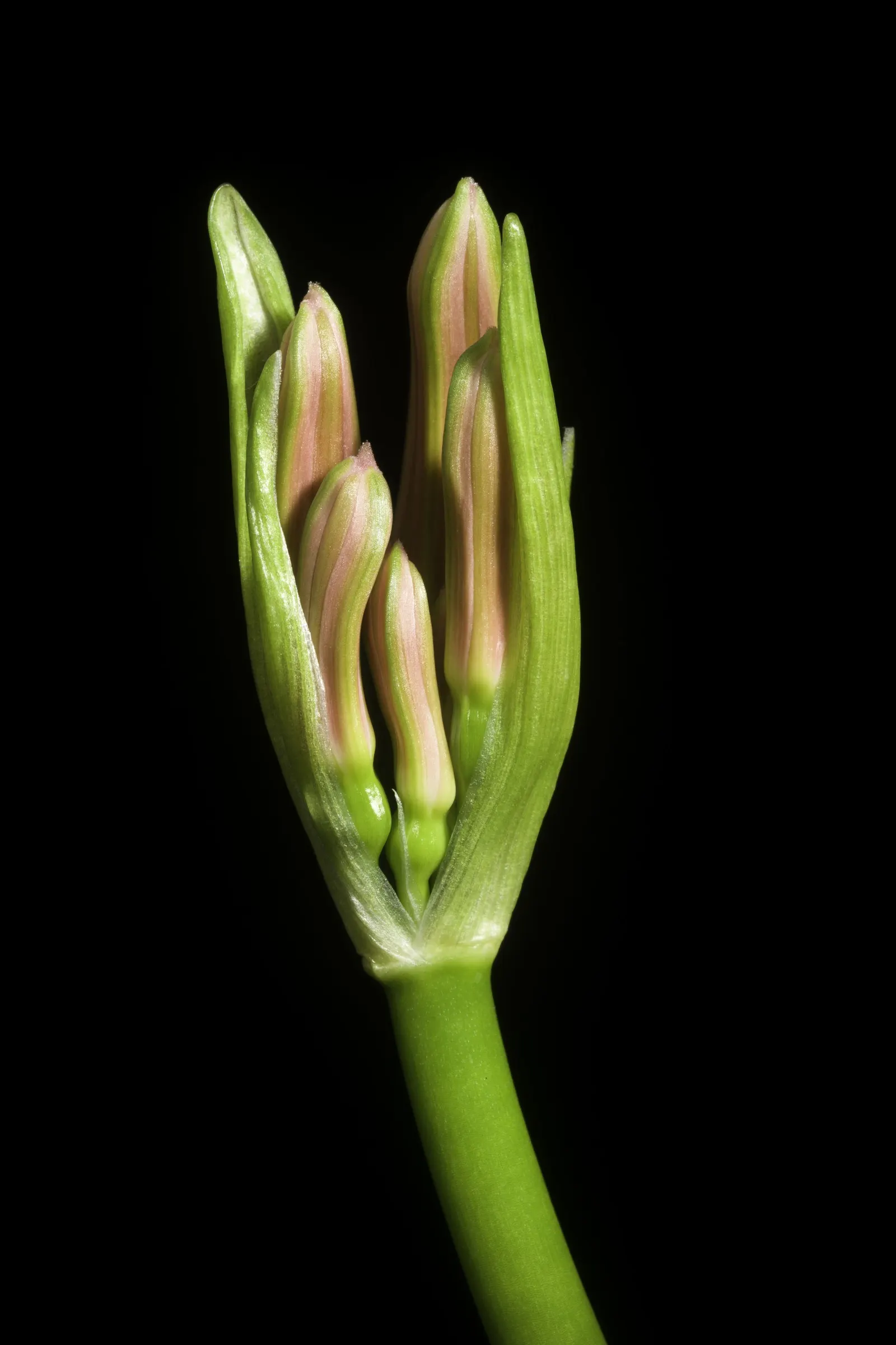 Spider Lily (Lycoris Radiata) — bulb for full or half or shade; ensuring a dramatic autumnal display in residential or commercial, image 84
