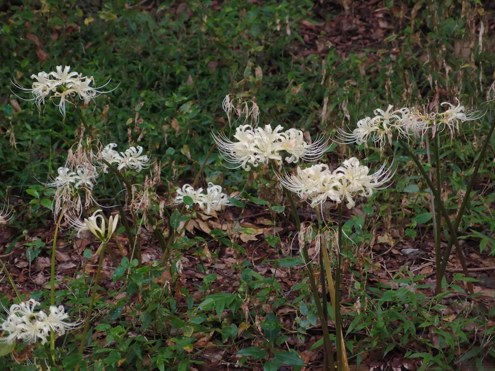 Spider Lily (Lycoris Radiata) — is a striking fall-blooming perennial; reaching 1-2 feet in height, it's ideal for borders, image 57