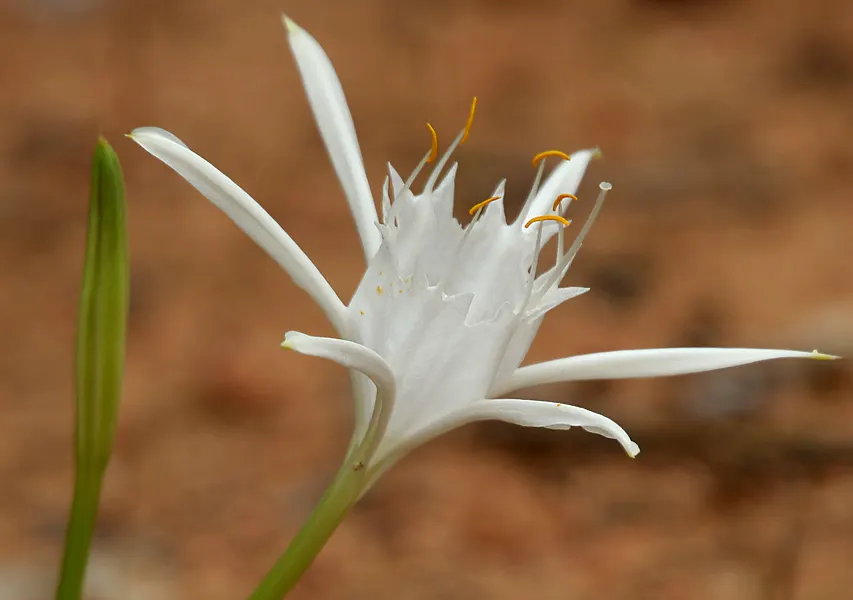 Spider Lily (Lycoris Radiata) — Reaching 1-2 feet in height, it's ideal for borders; ensuring a dramatic autumnal display in residential or, image 200