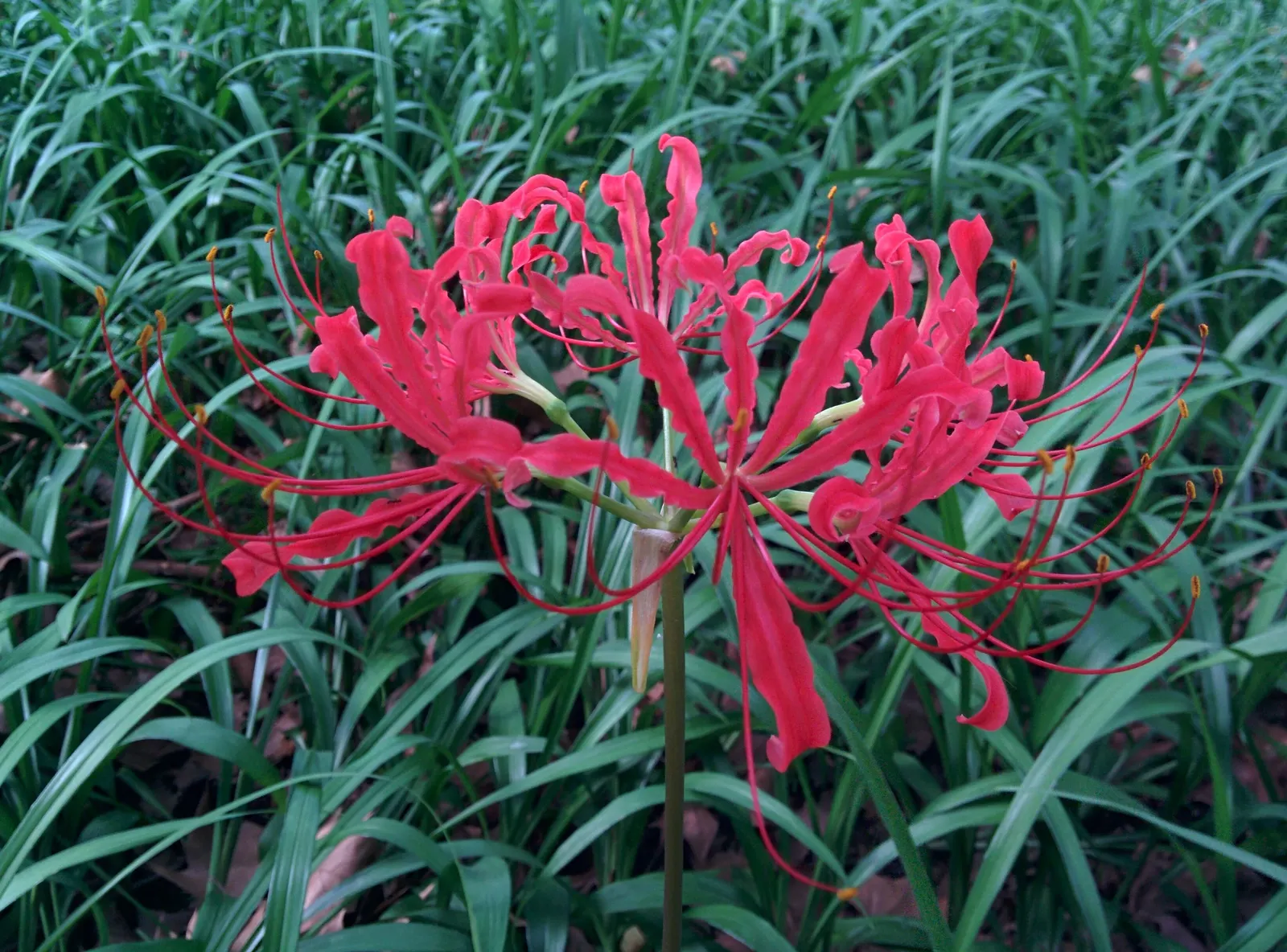Spider Lily (Lycoris Radiata) — This adds depth and volume; ensuring a dramatic autumnal display in residential or commercial, image 136