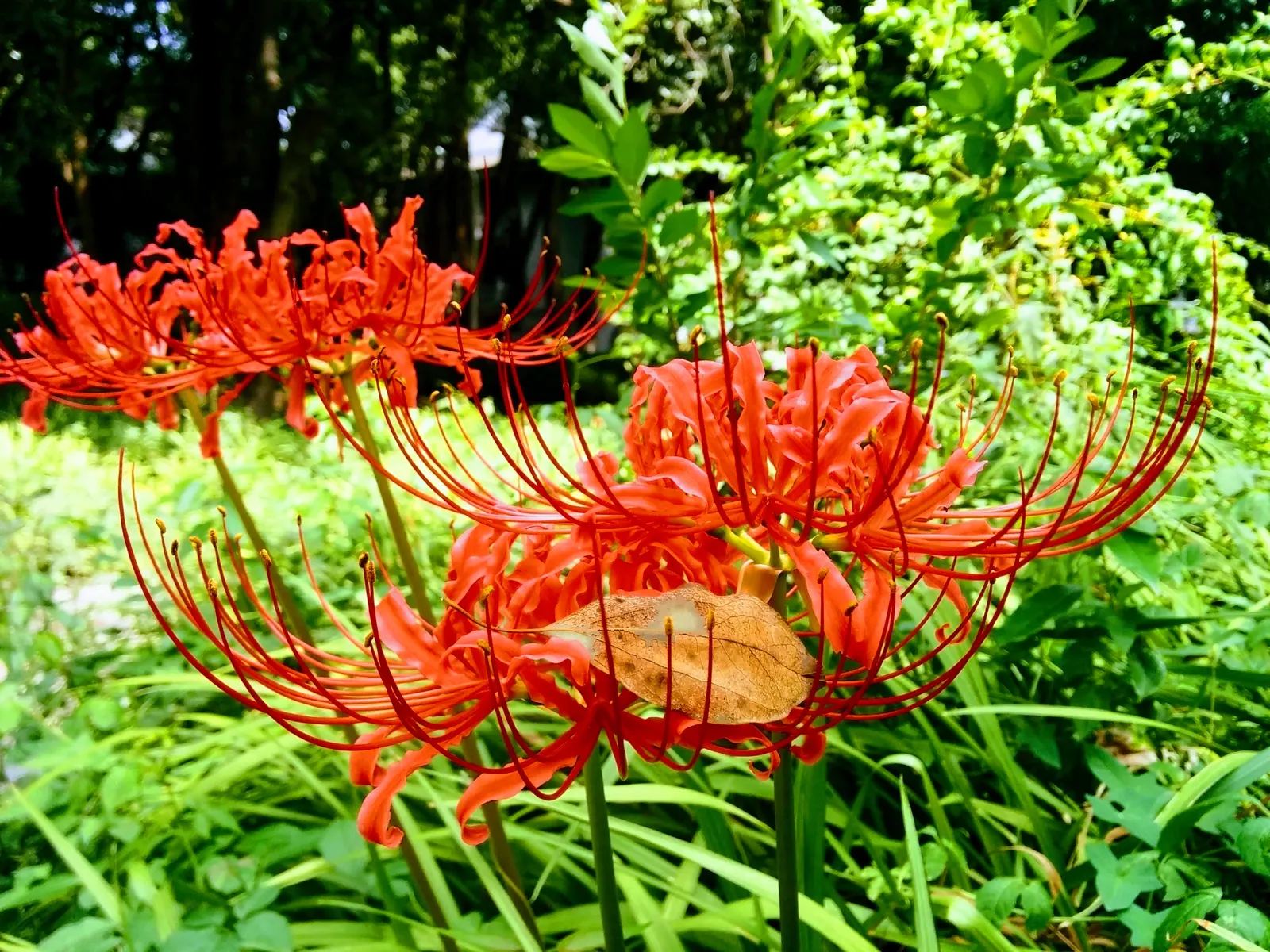 Spider Lily (Lycoris Radiata) — boasting vibrant red flowers with elongated petals forming an intricate spider-like appearance; which emerge in, image 114
