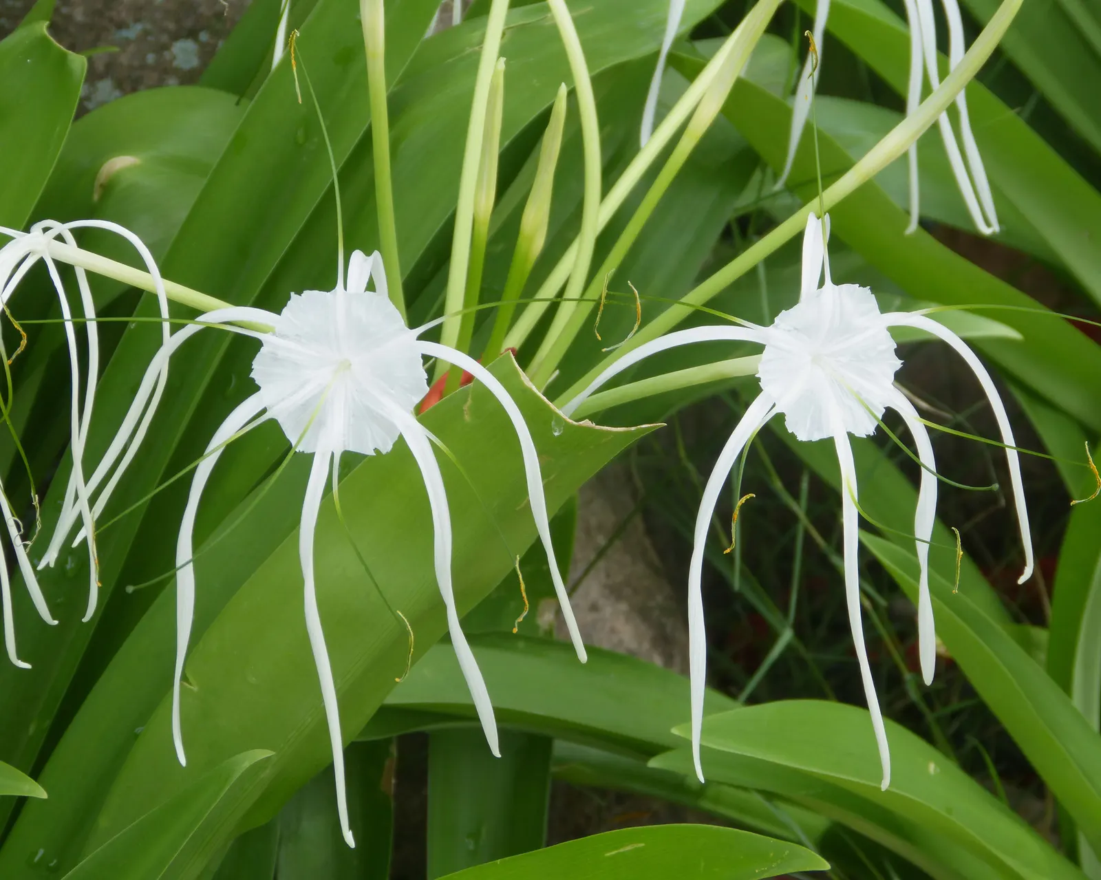 Spider Lily (Lycoris Radiata) — creating an illusion of spiders dancing atop the foliage-free stems.<br><br>As they are toxic if ingested; ensuring, image 160