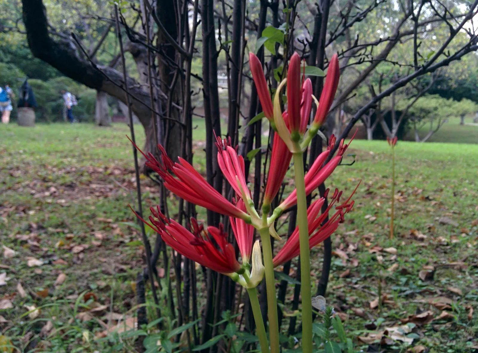 Spider Lily (Lycoris Radiata) — bulb with red blooms