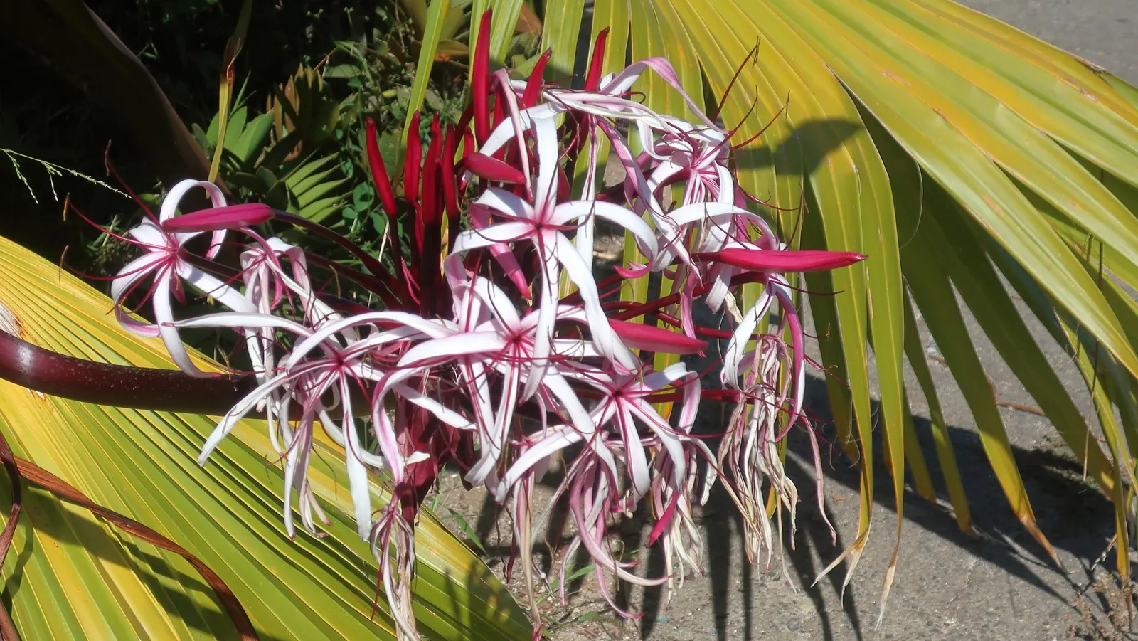 Spider Lily (Lycoris Radiata) — Blooms are deer-resistant, attracting onlookers but deterring wildlife; their flowers are vibrant red with narrow, image 175